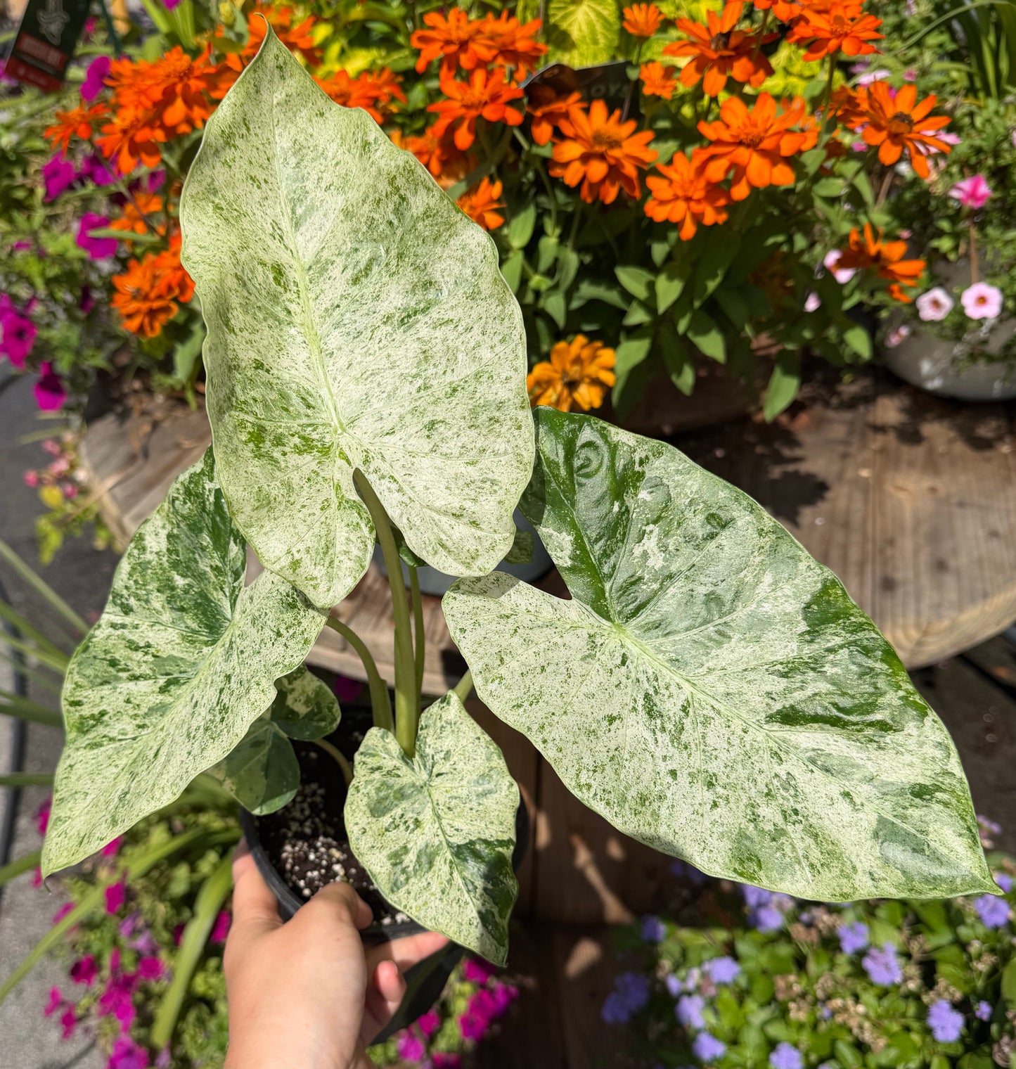 SUBSCRIPTION: Medium, 6” Monthly Plant Subscription – July '26