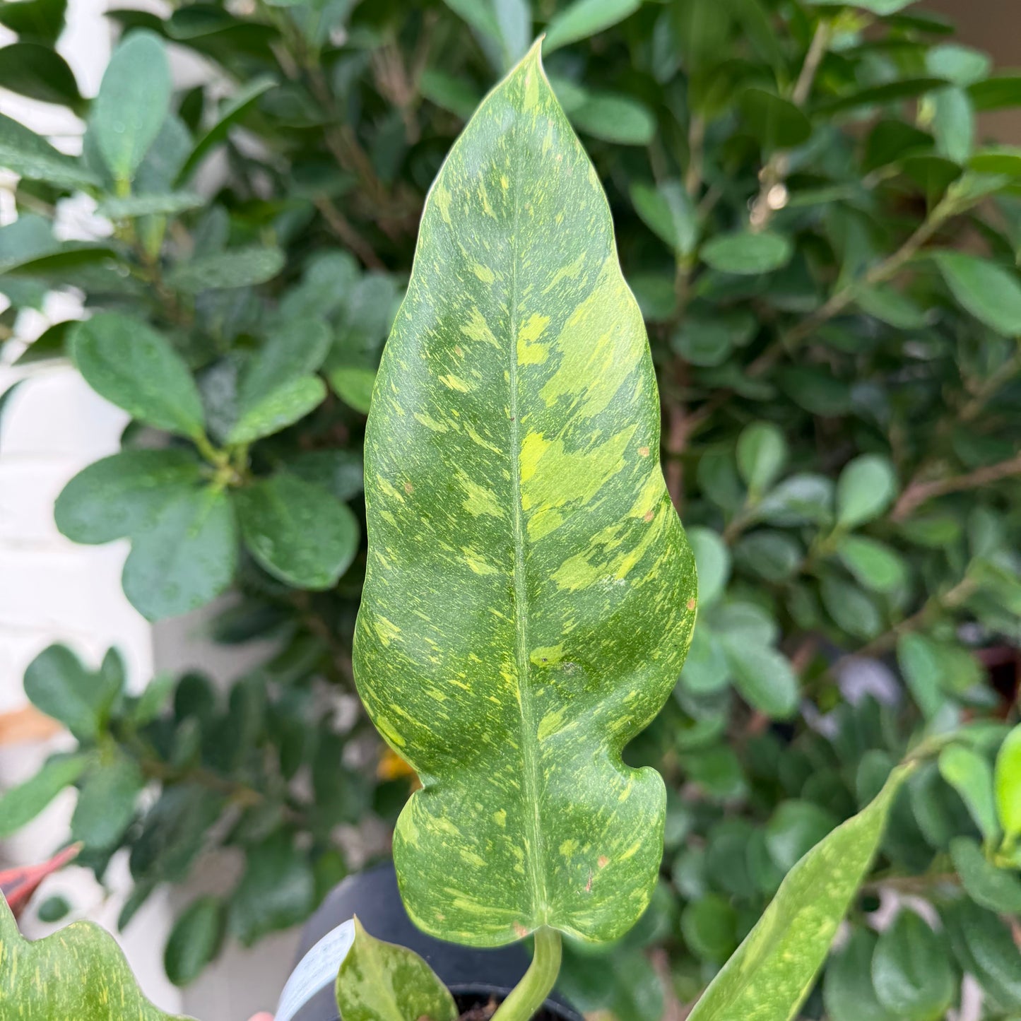 Philodendron 'Ring of Fire', 4" Pot
