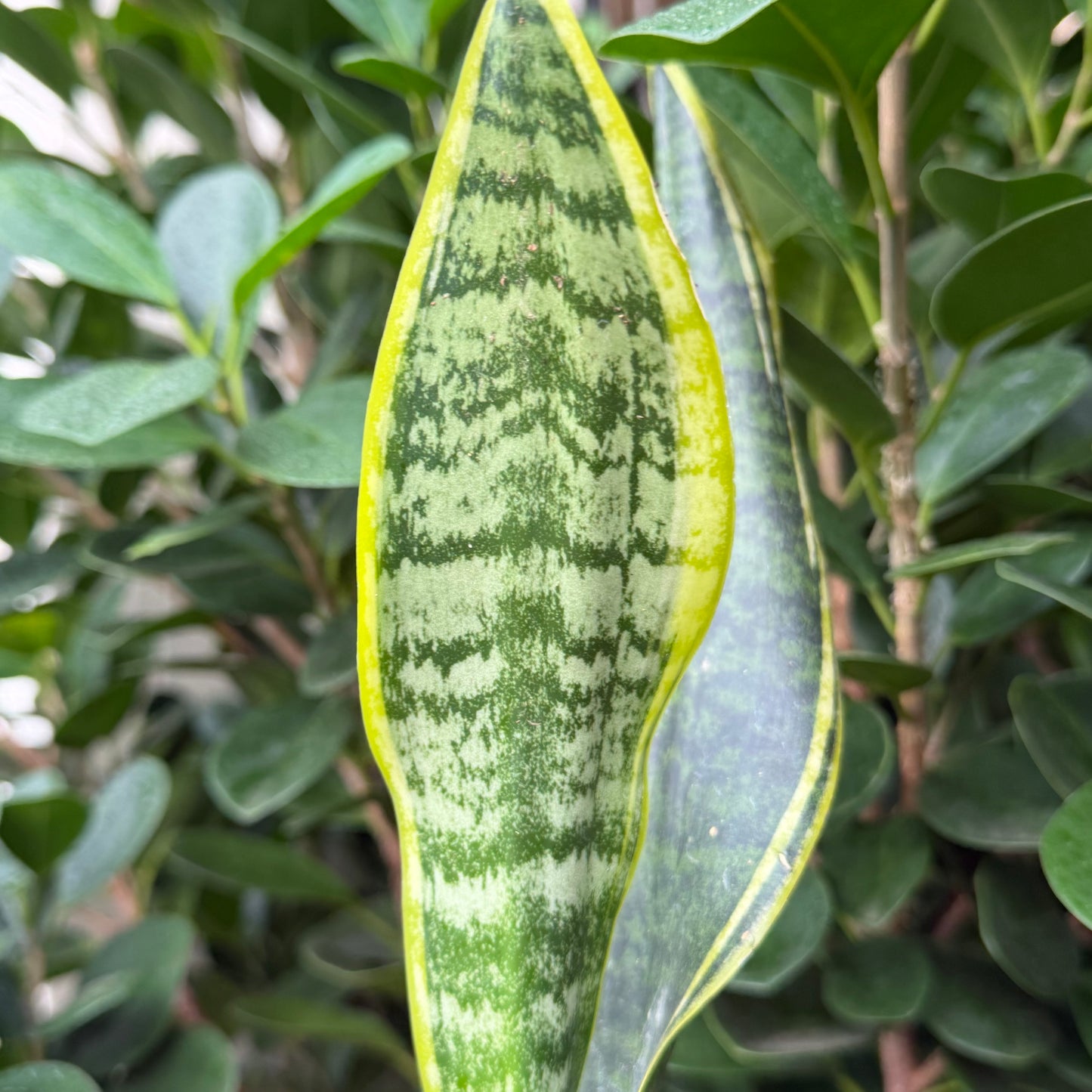 Assorted Snake Plant, 4" Pot