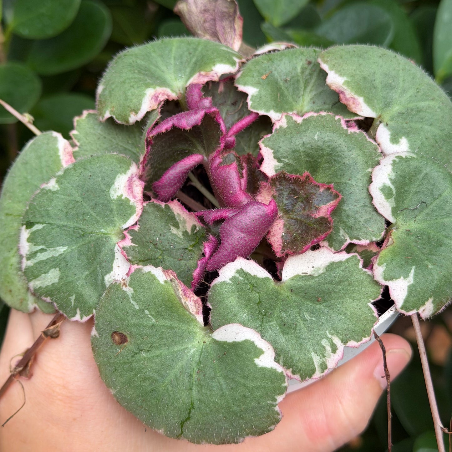 Strawberry Begonia Variegated, 4" pot