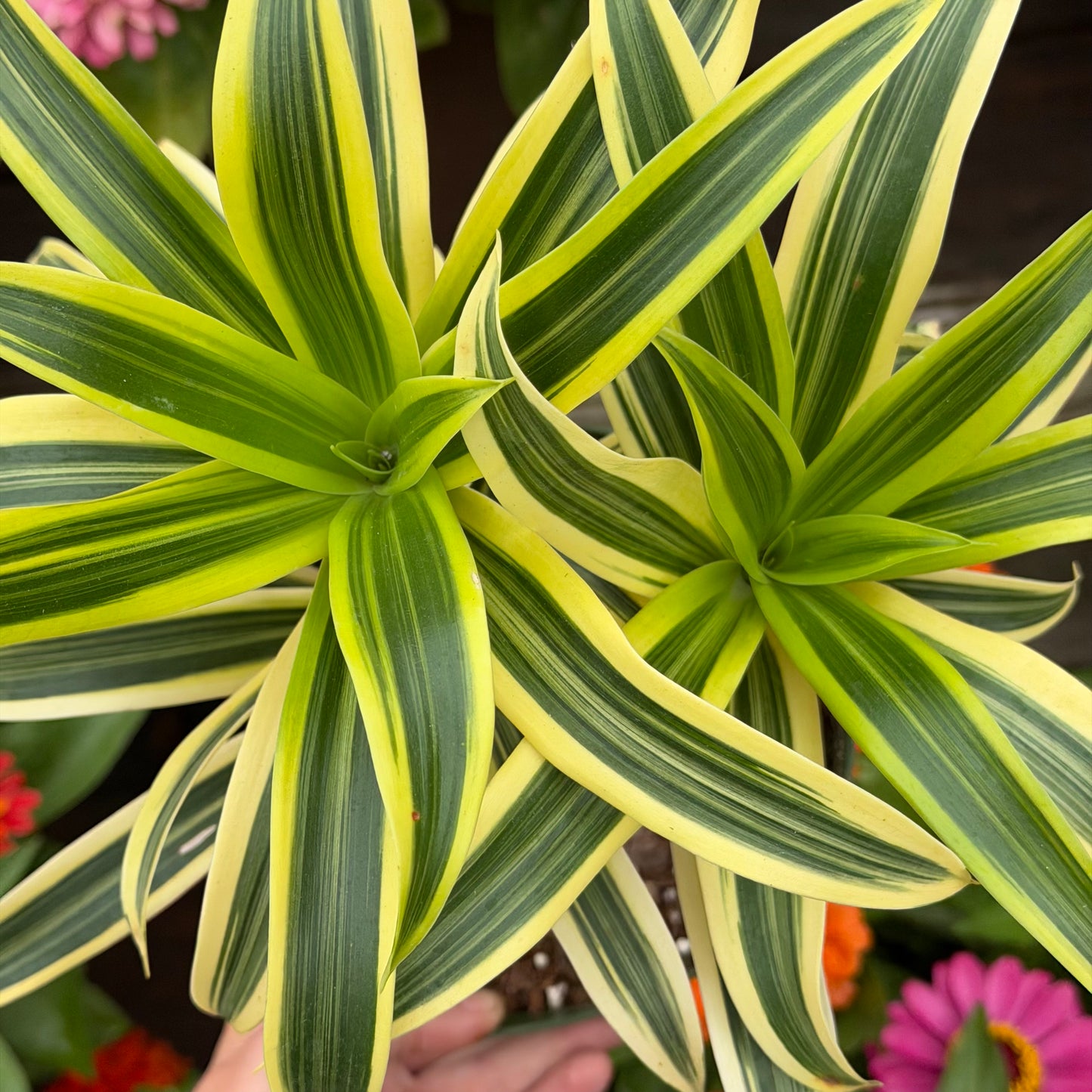 Dracaena Song of India 6" Pot