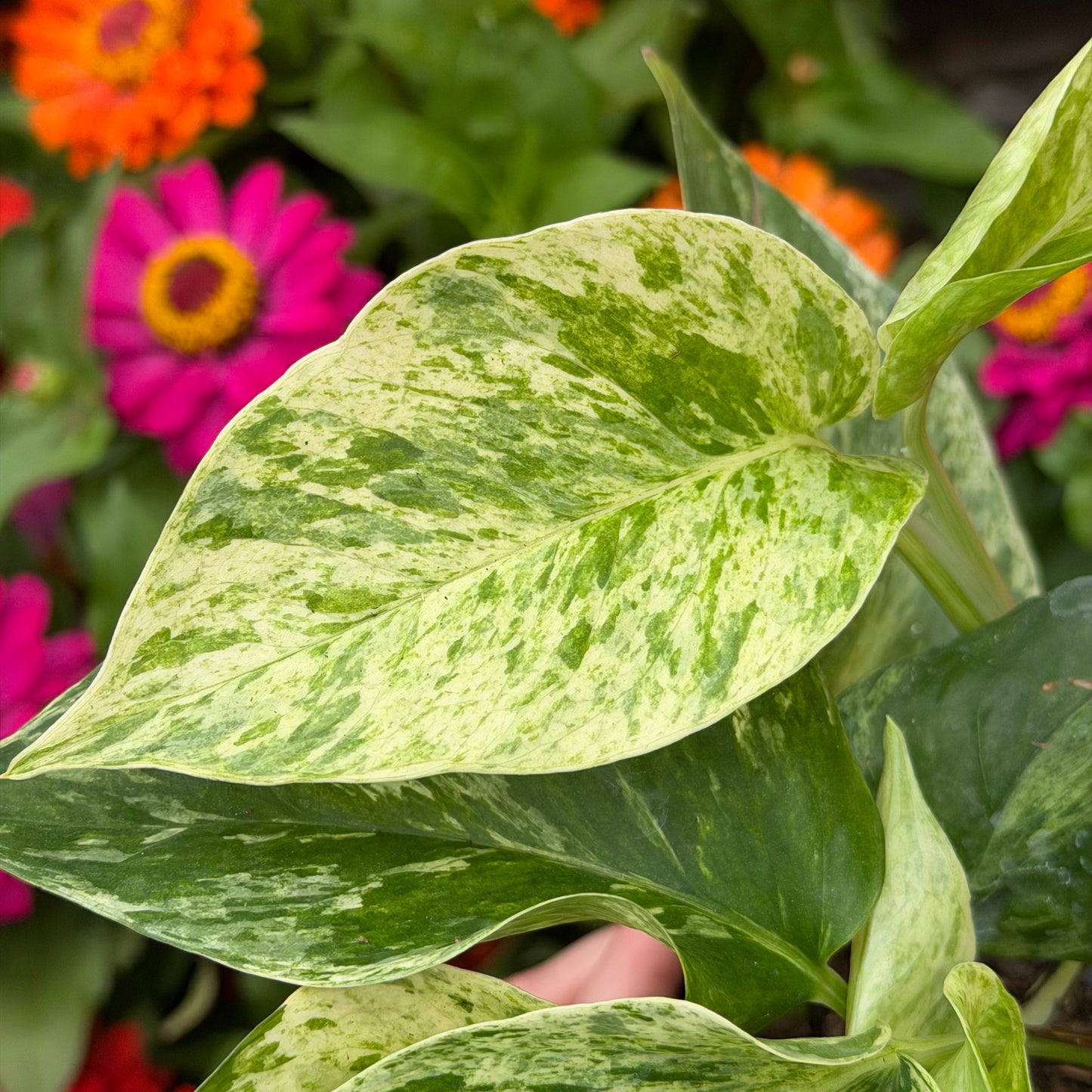 Marble Queen Pothos, 4.5" Pot