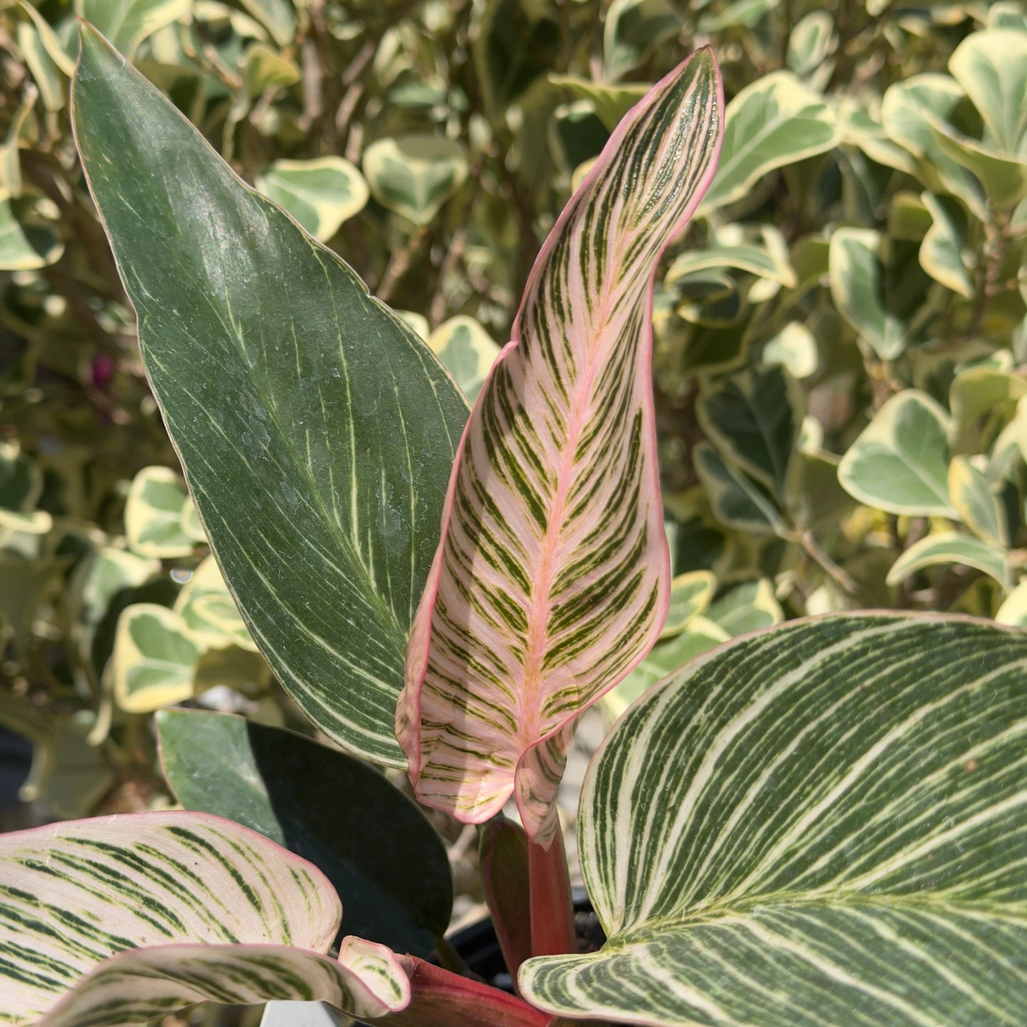 SUBSCRIPTION: Medium, 6” Monthly Plant Subscription – September '26