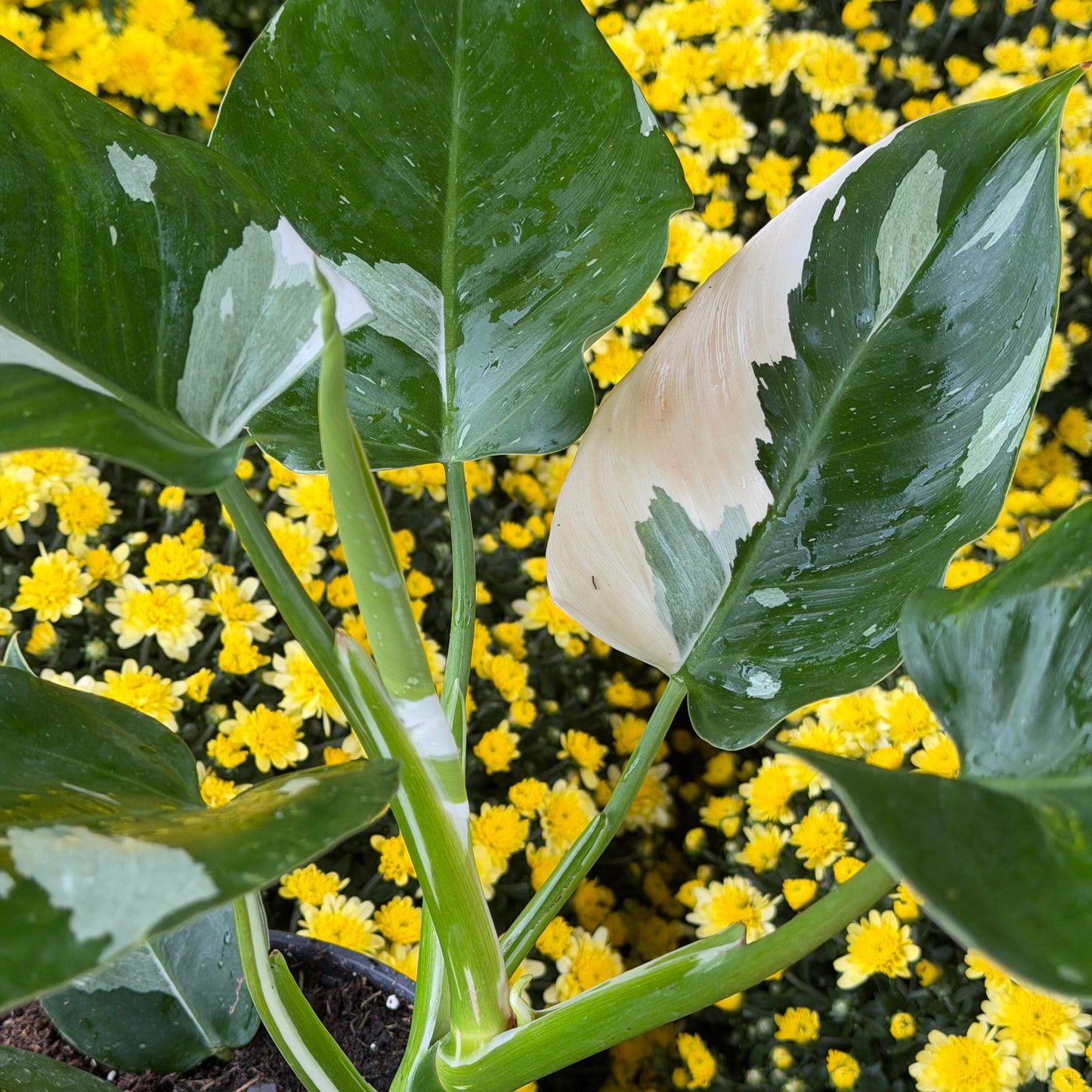 SUBSCRIPTION: Medium, 6” Monthly Plant Subscription – October '26