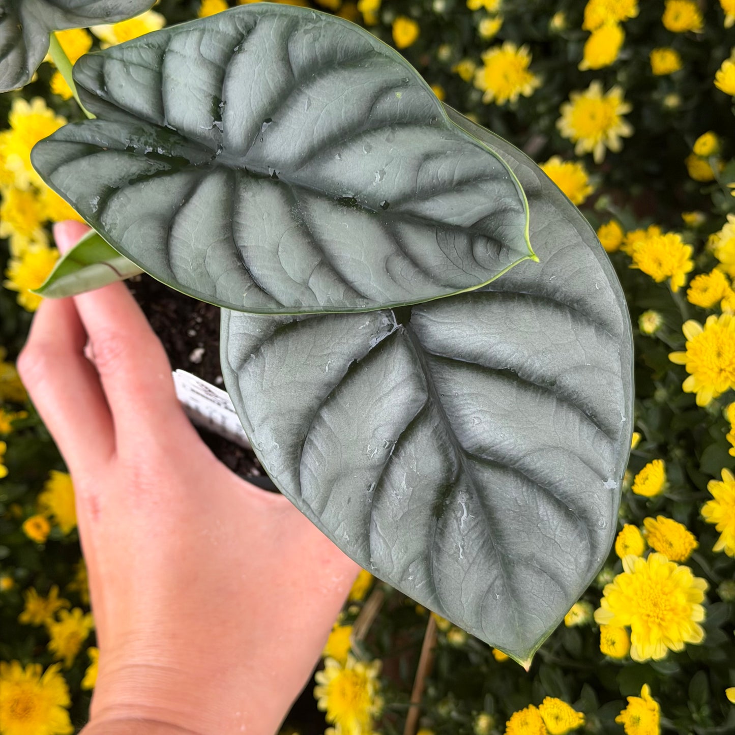 SUBSCRIPTION: Small, 4” Monthly Plant Subscription – October '26