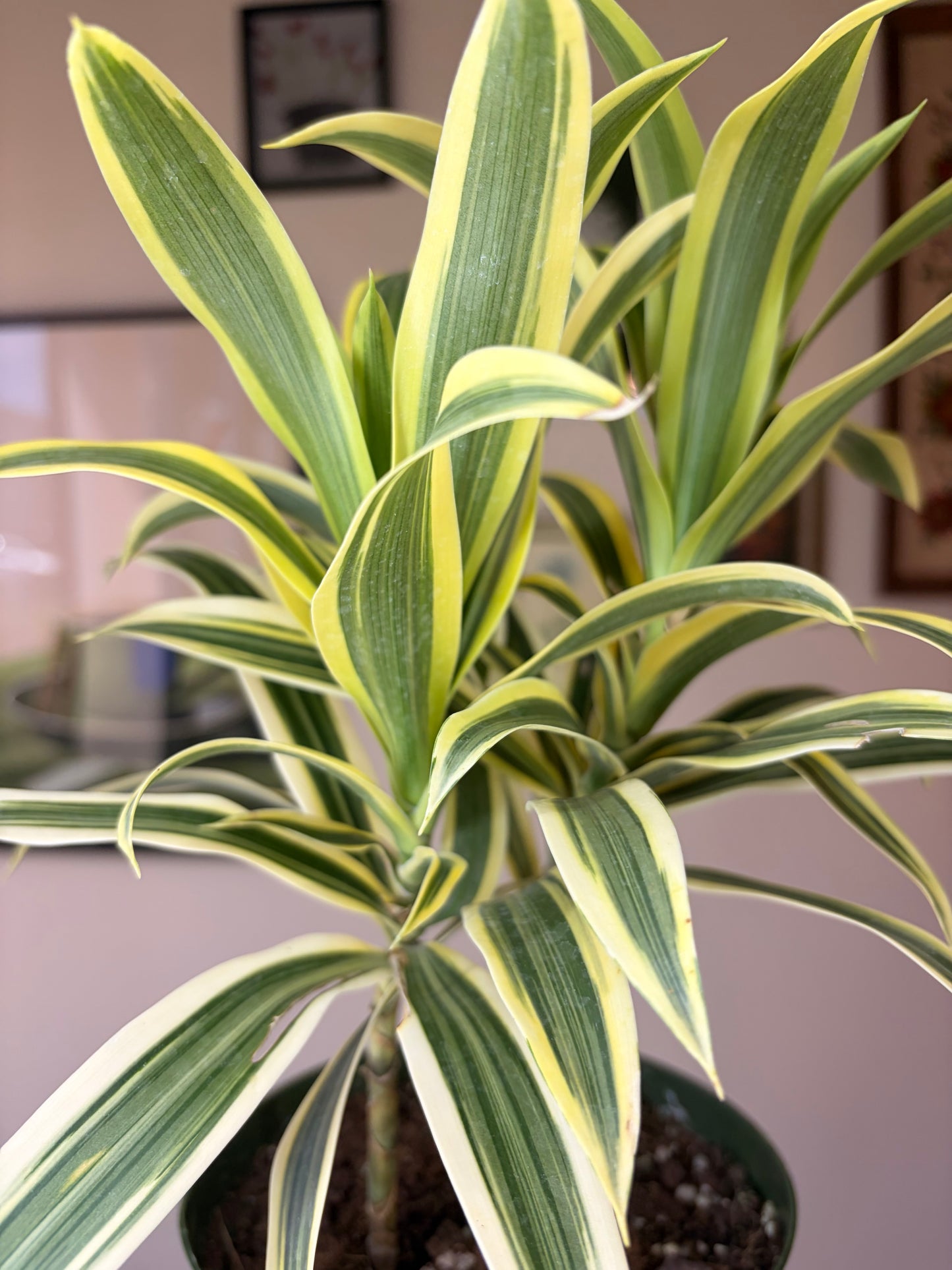 Dracaena Song of India