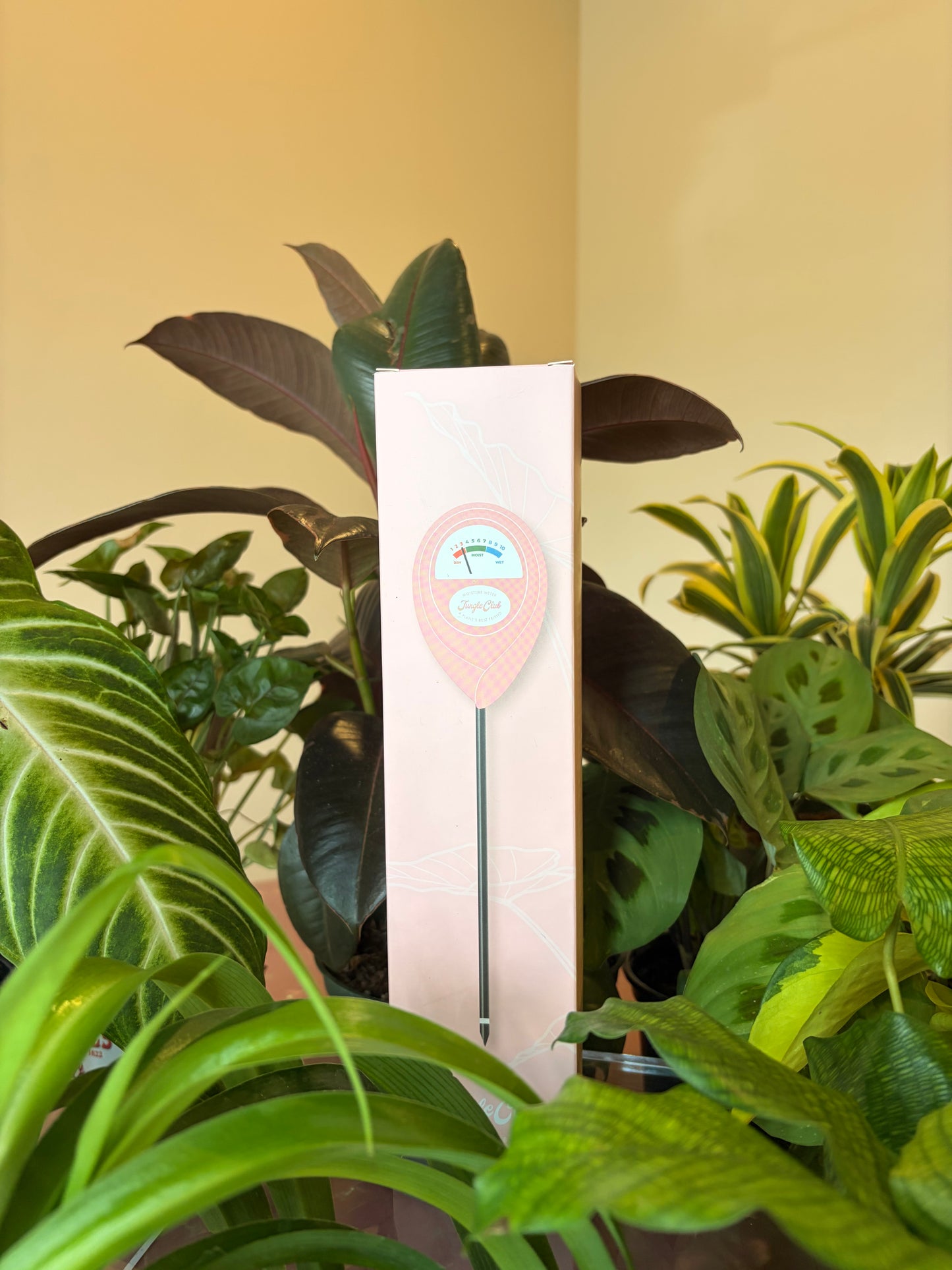 Moisture Meter