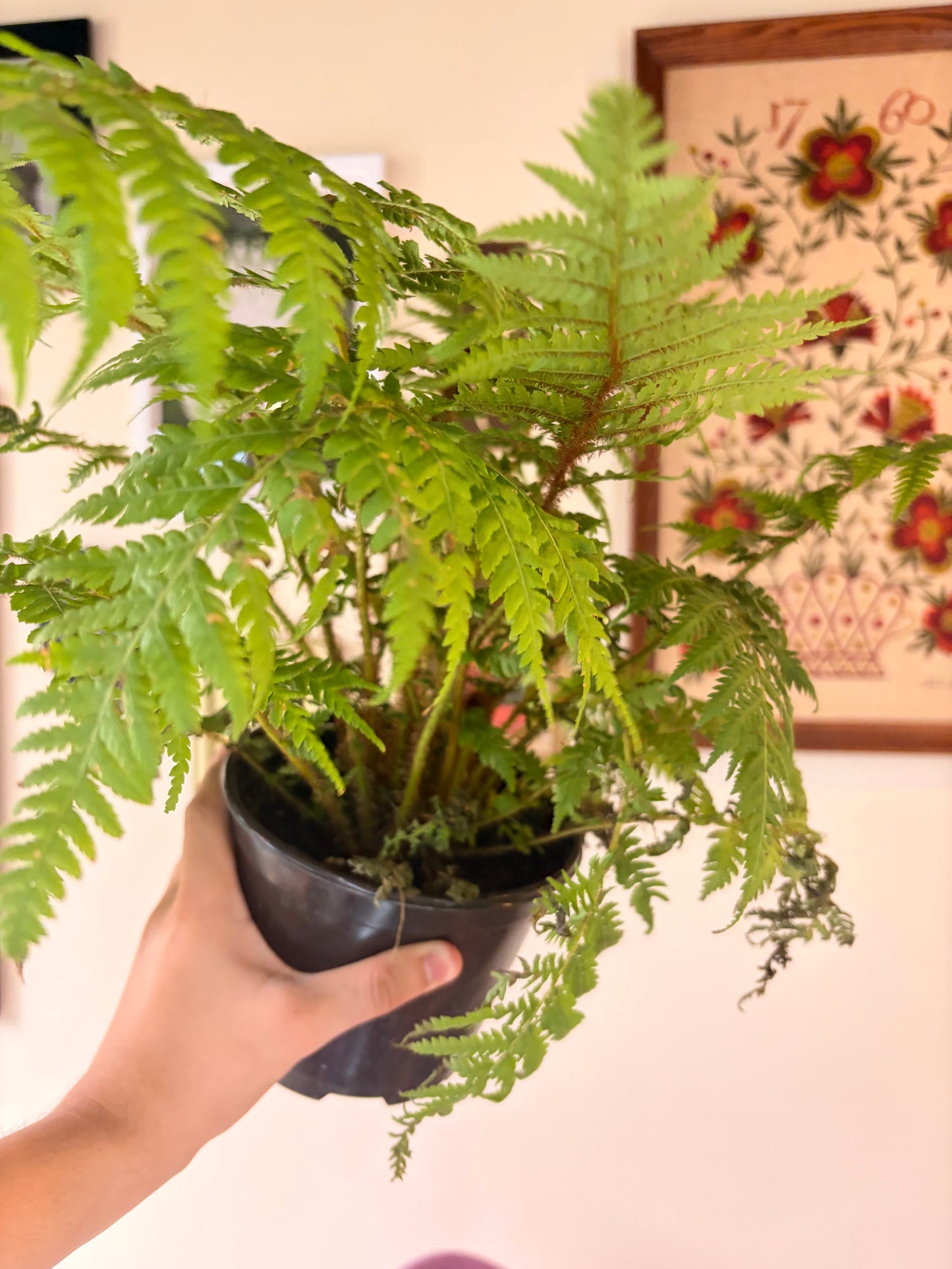 Cyathea Cooperi Australian Tree Fern, 6.5" pot