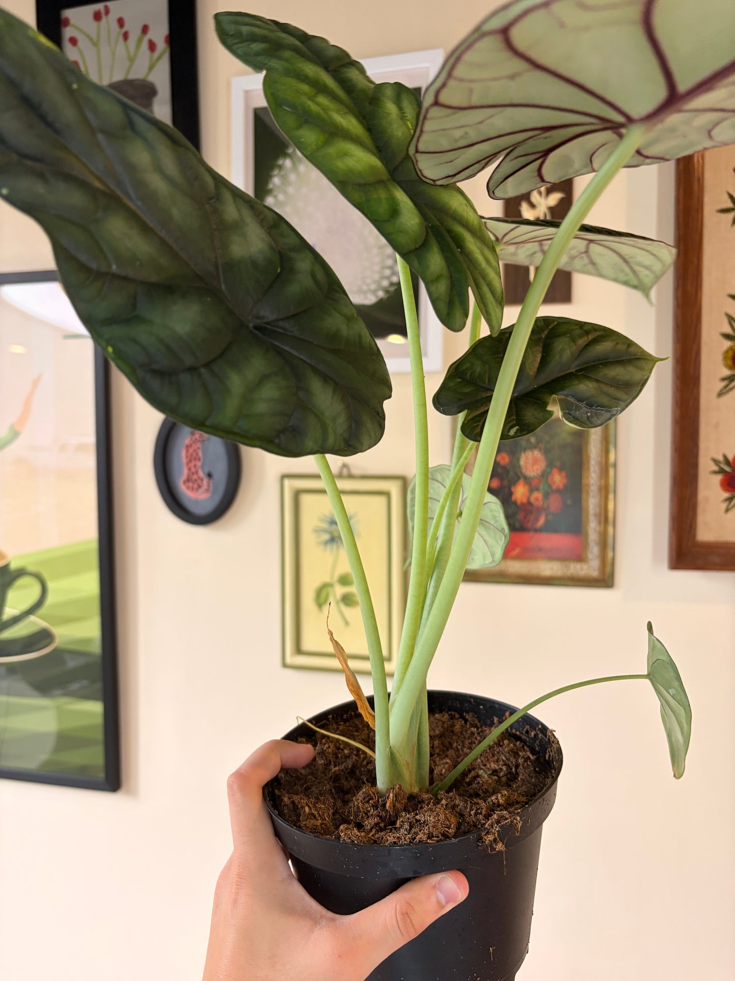 Alocasia Dragon Scale, 6" pot