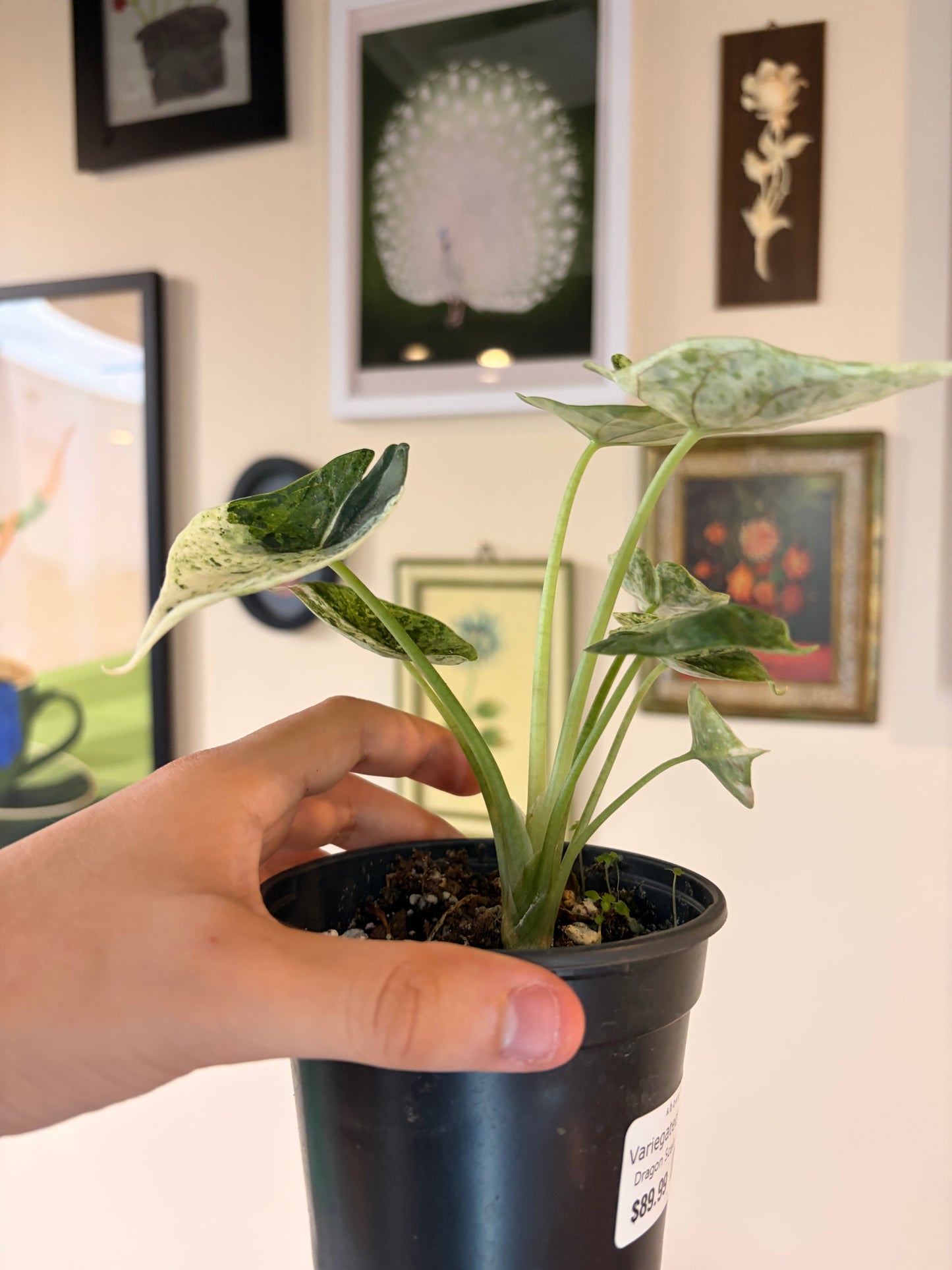 Variegated Alocasia Dragon Scale Mint, 4" pot