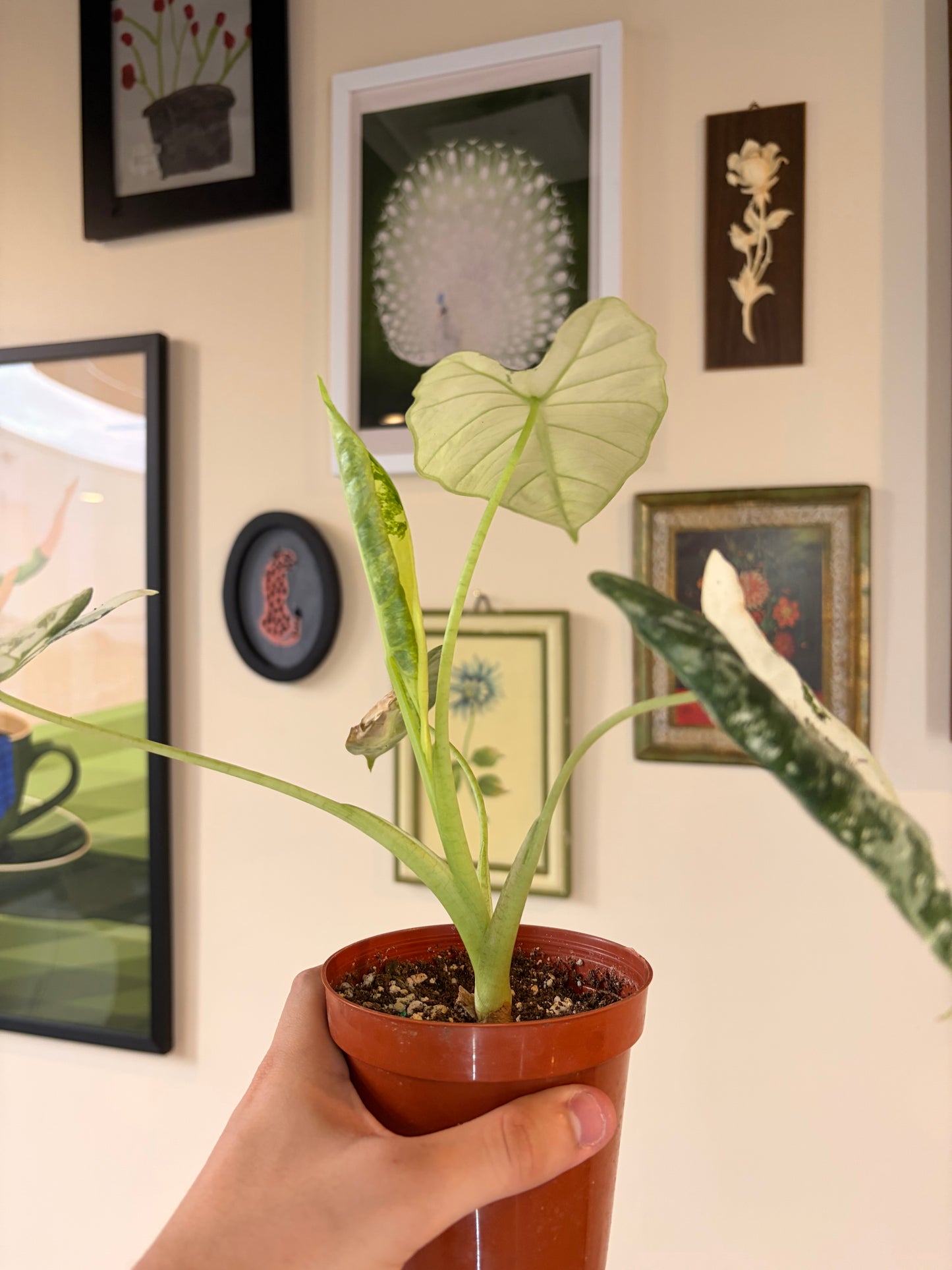 Alocasia Frydek Variegated, 4" pot