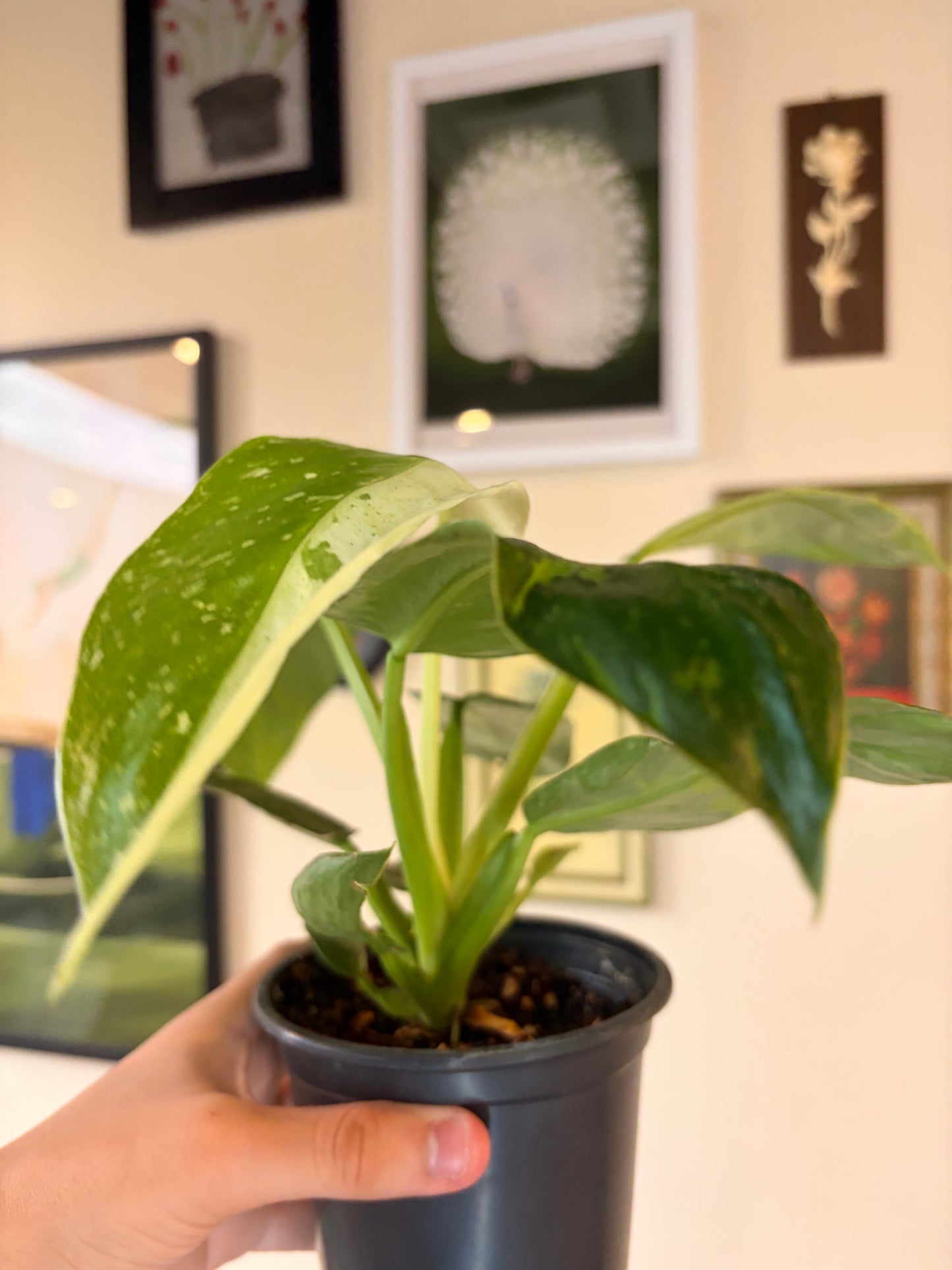 Philodendron Jose Bueno, 4.5" pot
