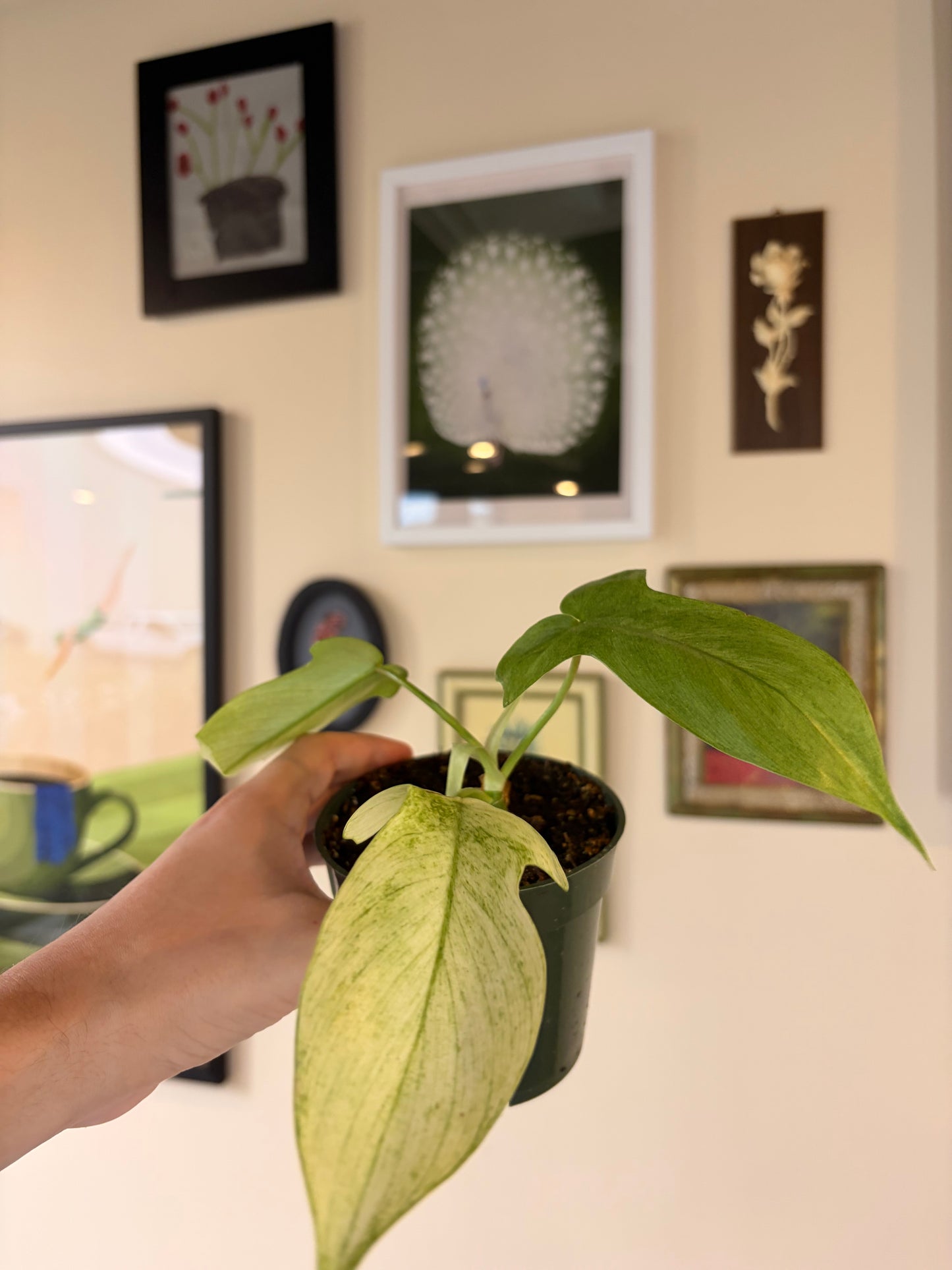 Philodendron Florida Ghost, 4" pot