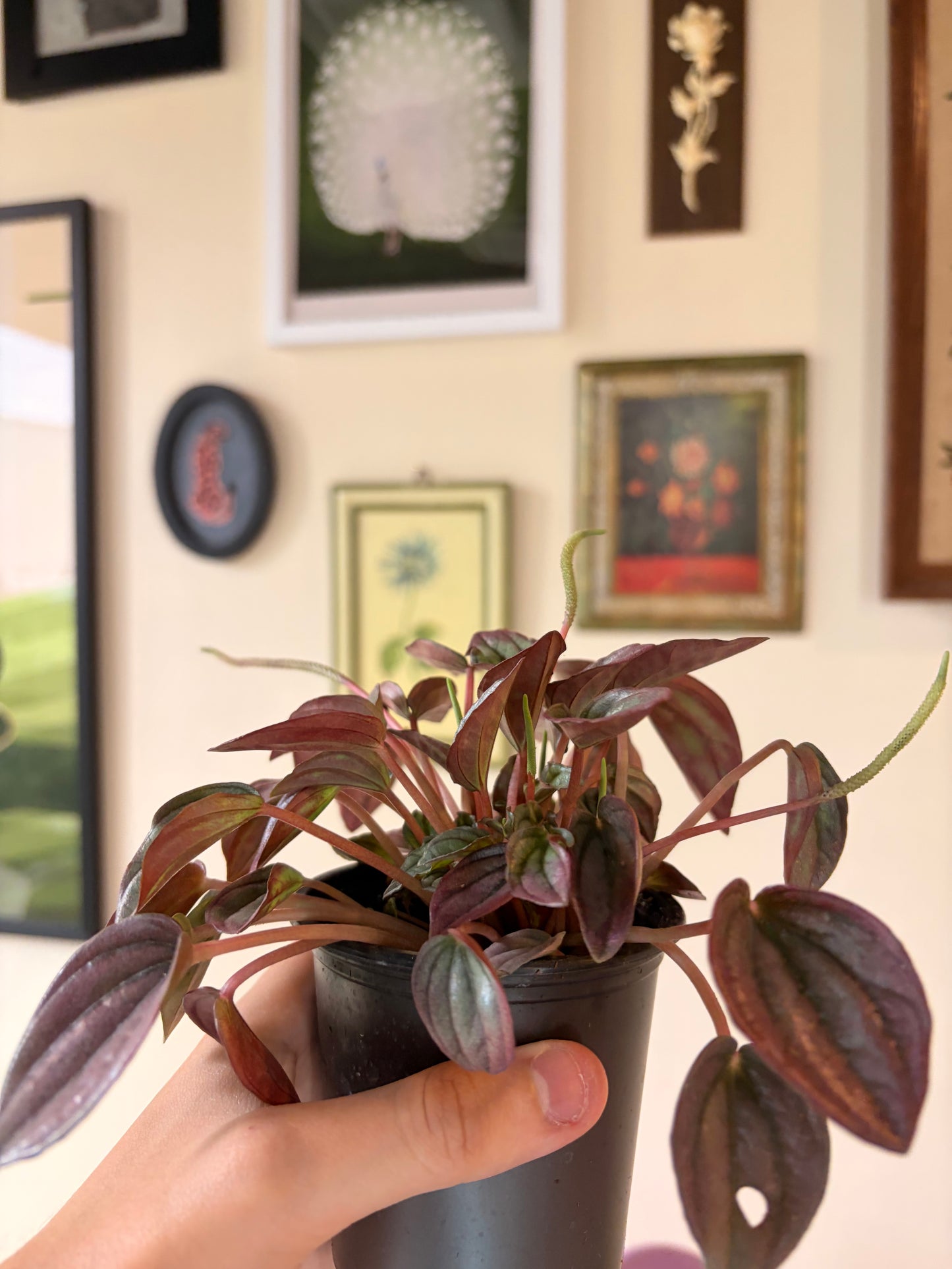 Peperomia Caperata Cayenne, 3" pot