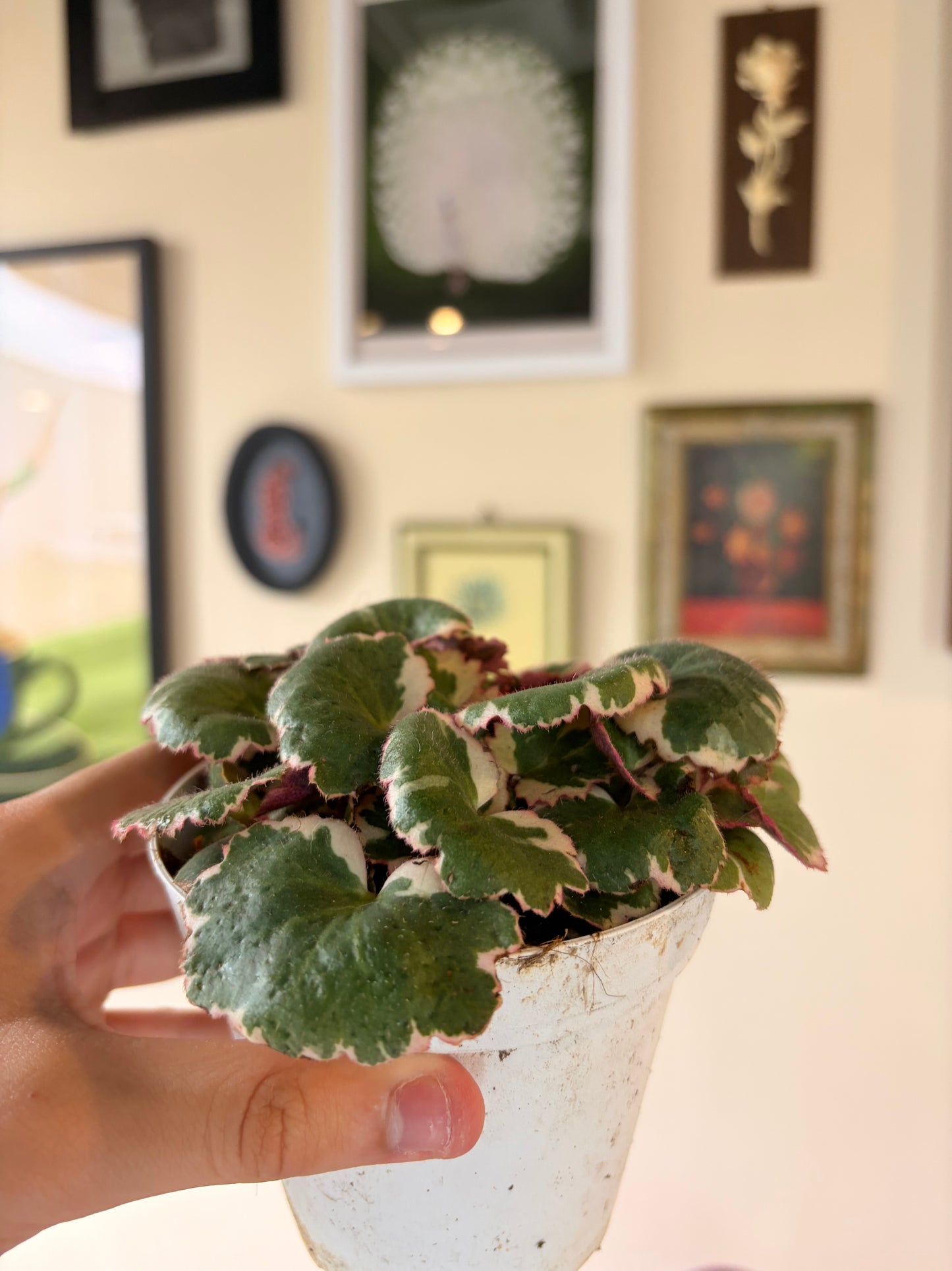 Strawberry Begonia Variegated, 4" pot