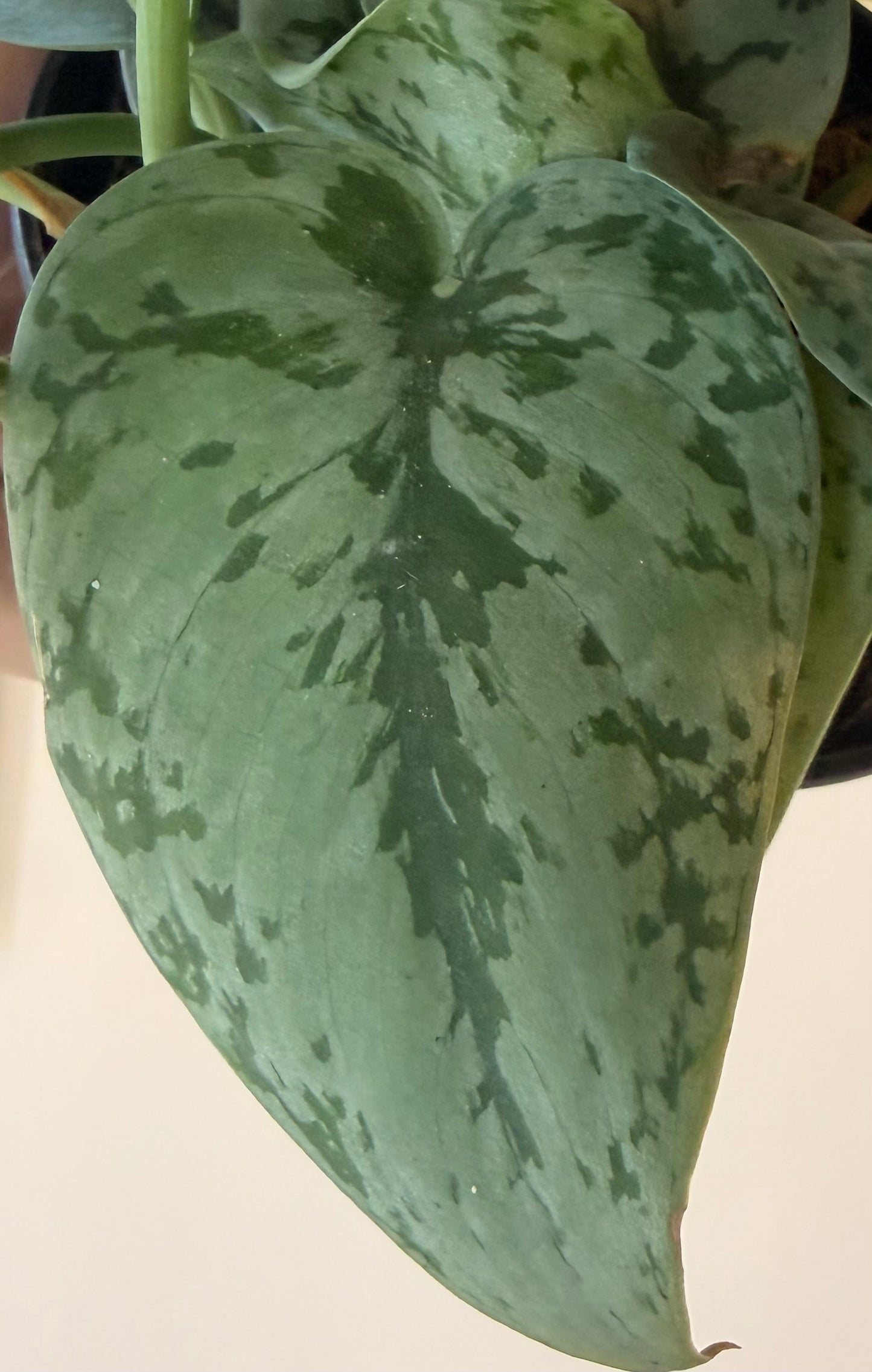 Scindapsus Pictus