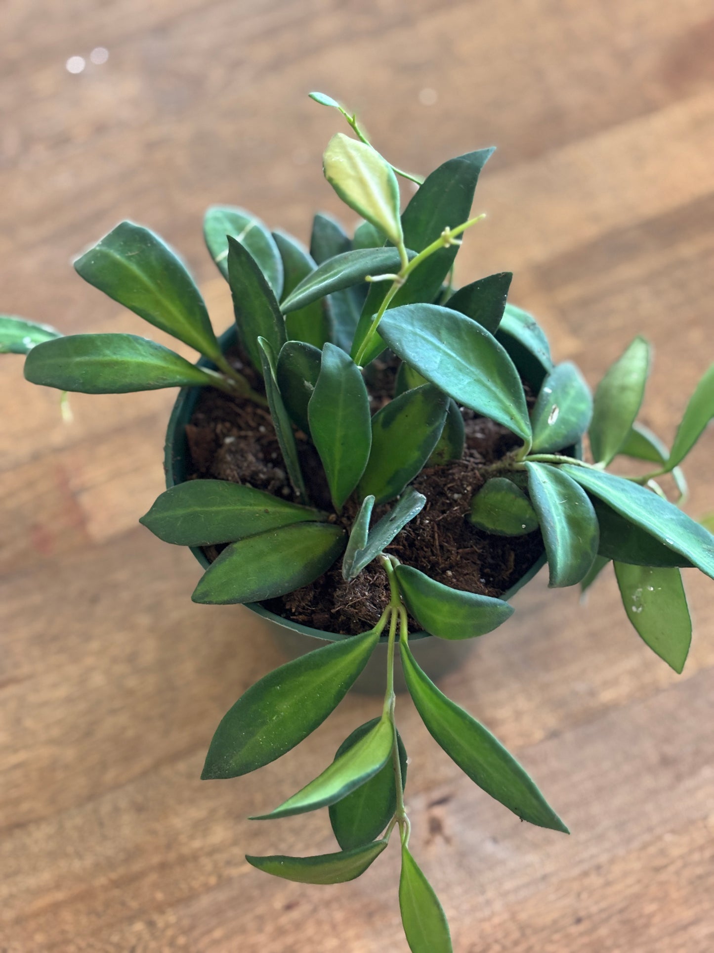 SUBSCRIPTION: Small, 4” Monthly Plant Subscription – October