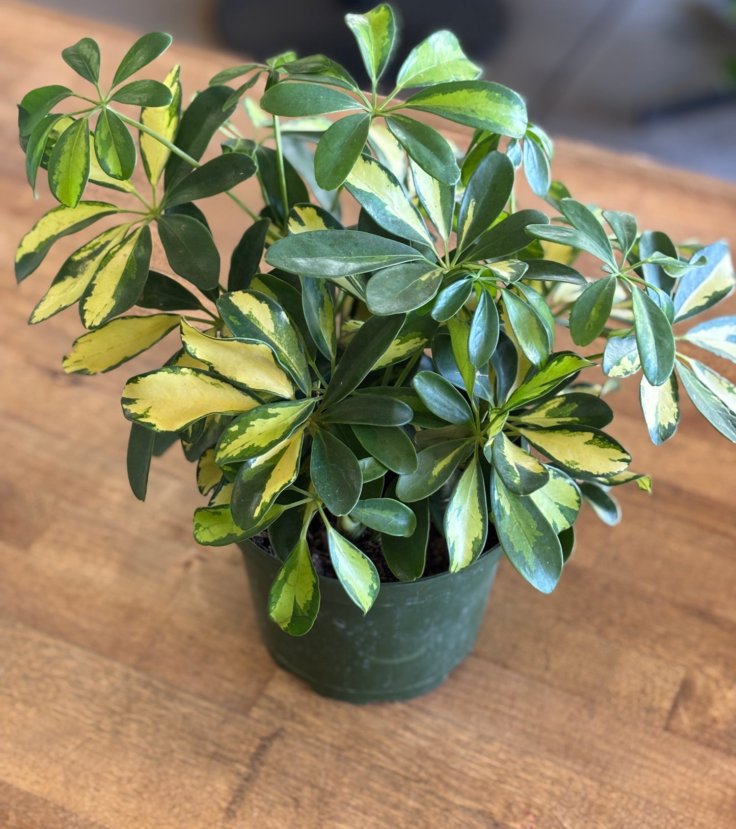 SUBSCRIPTION: Medium, 6” Monthly Plant Subscription – October