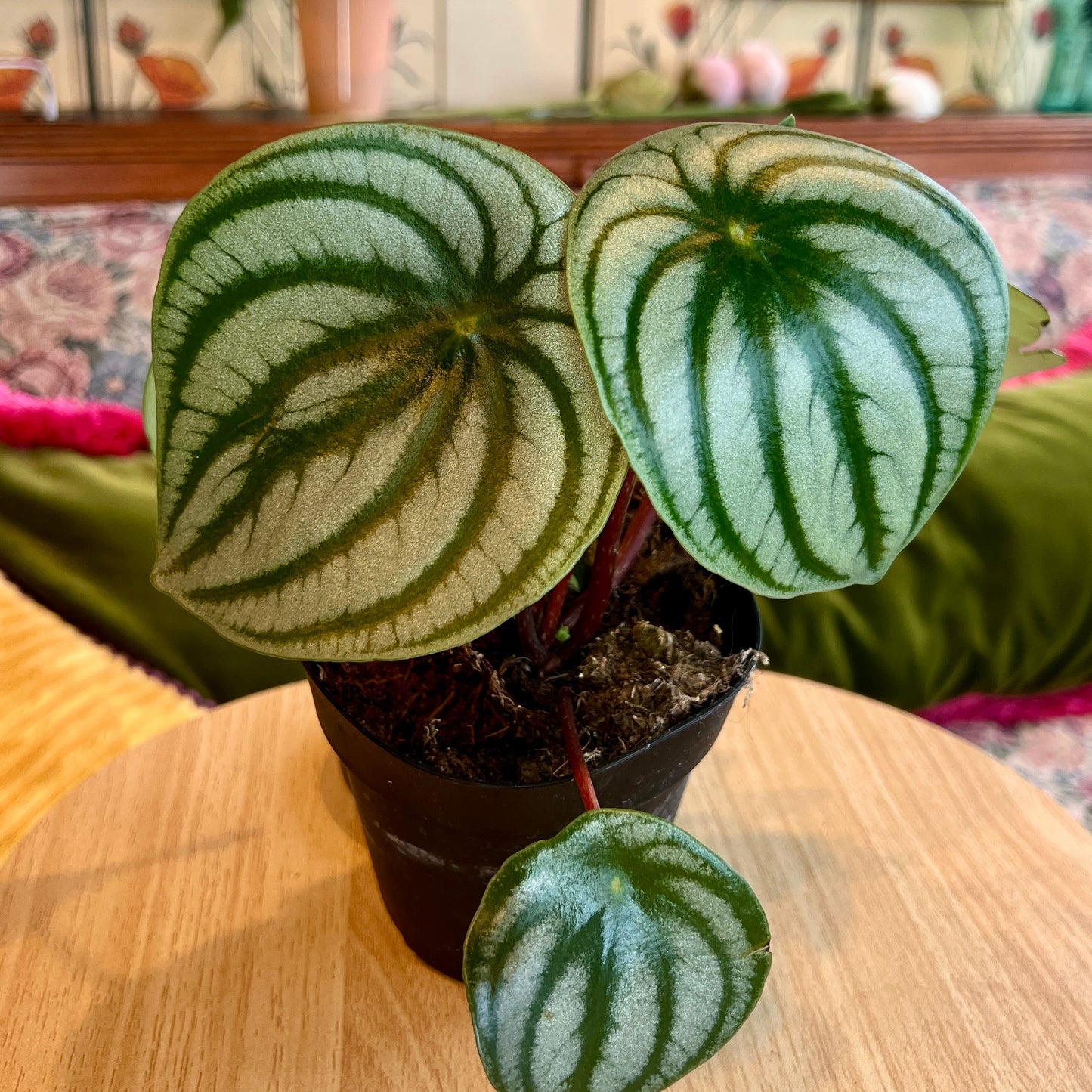 SUBSCRIPTION: Small, 4” Monthly Plant Subscription – April '26