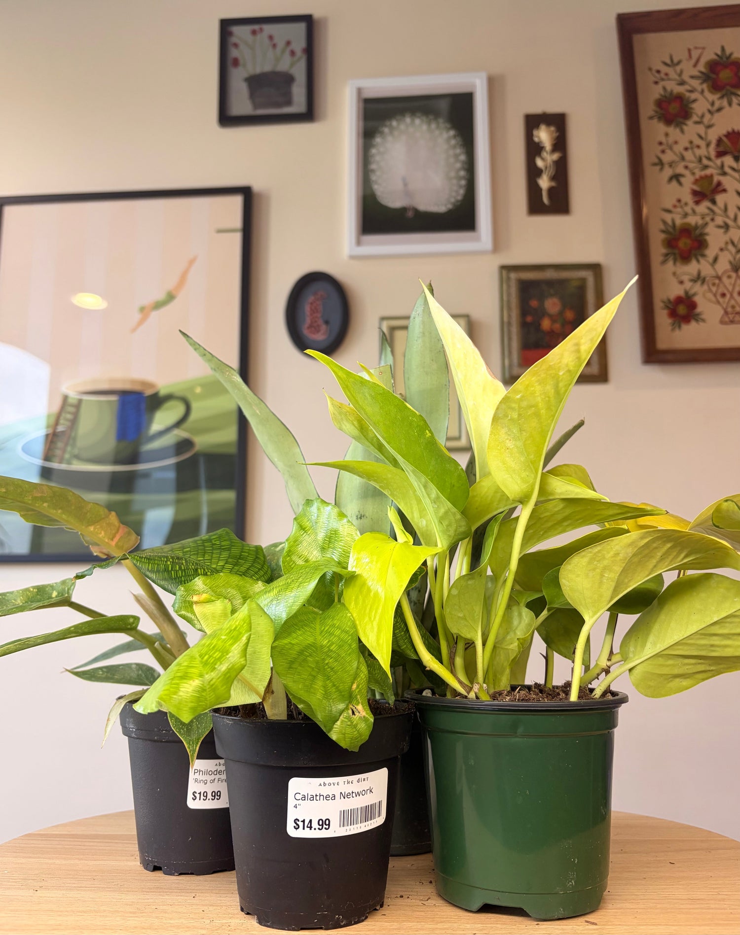 Small House Plants (3-4 inch)