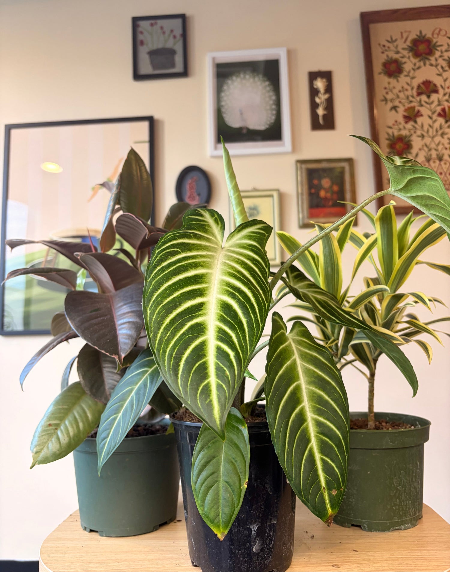 Medium House Plants (5-6 inch)