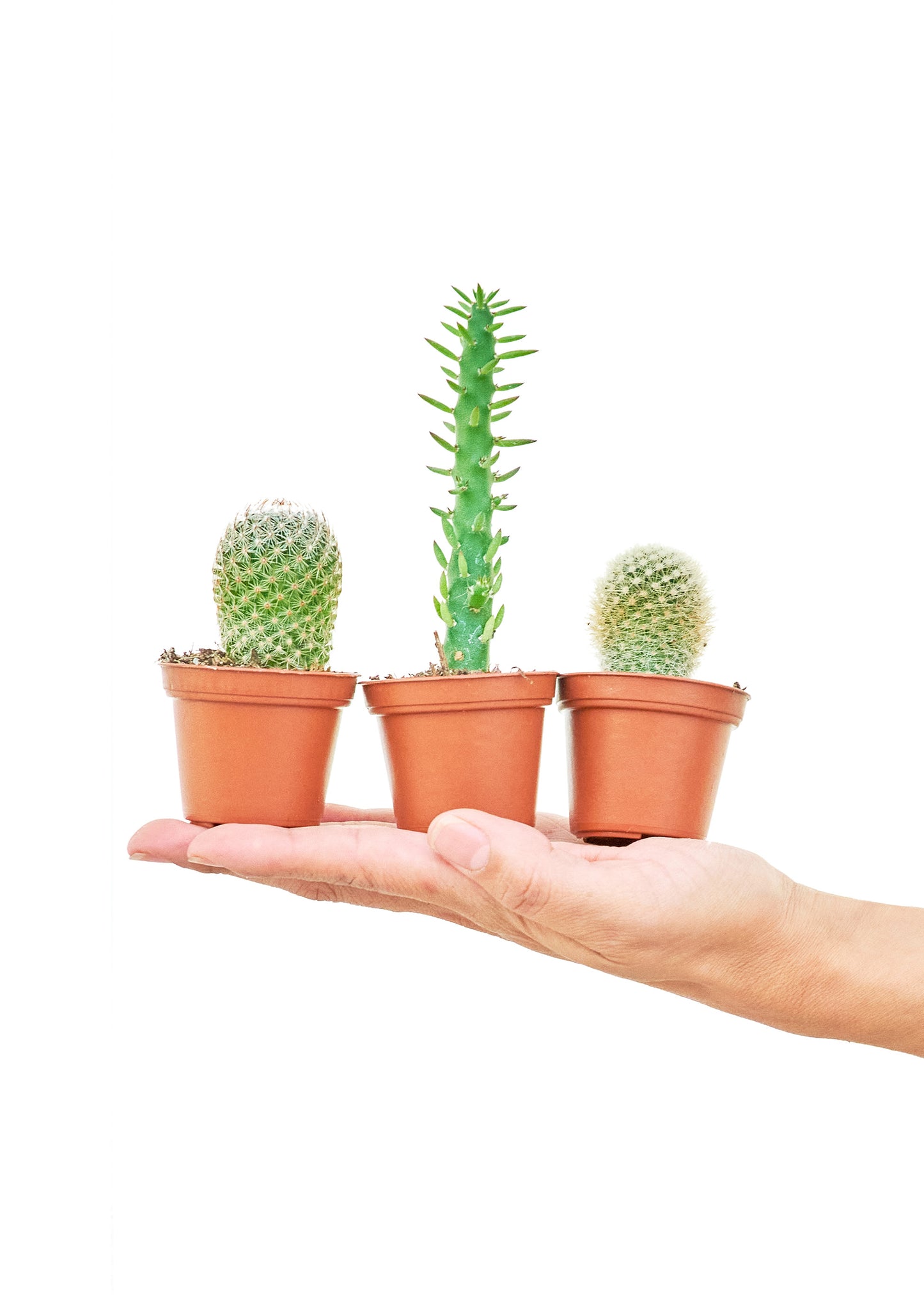 Baby Cactus Box, 2" Pots