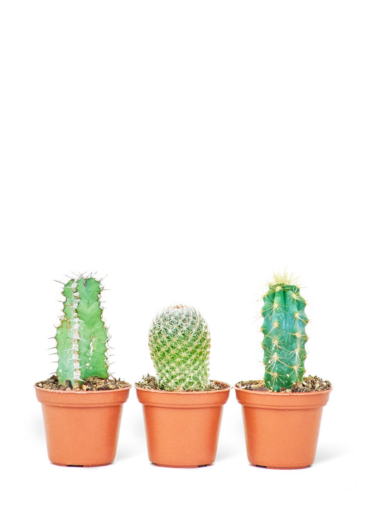 Baby Cactus Box, 2" Pots