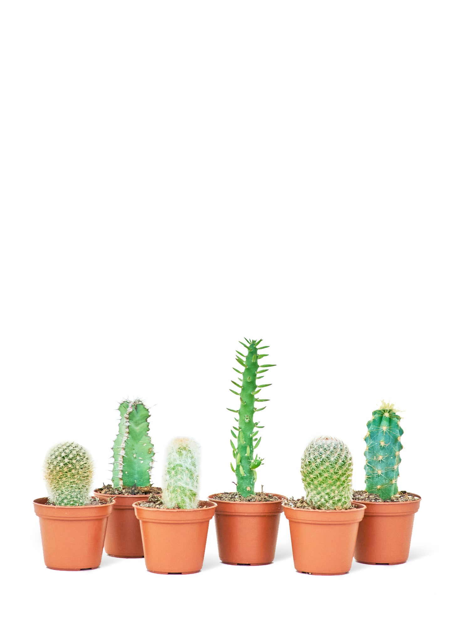 Baby Cactus Box, 2" Pots