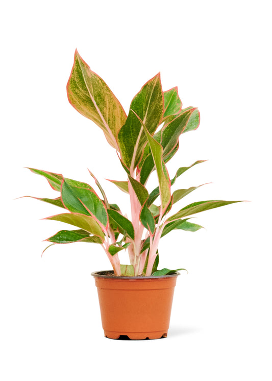 Red Chinese Evergreen, 4" pot