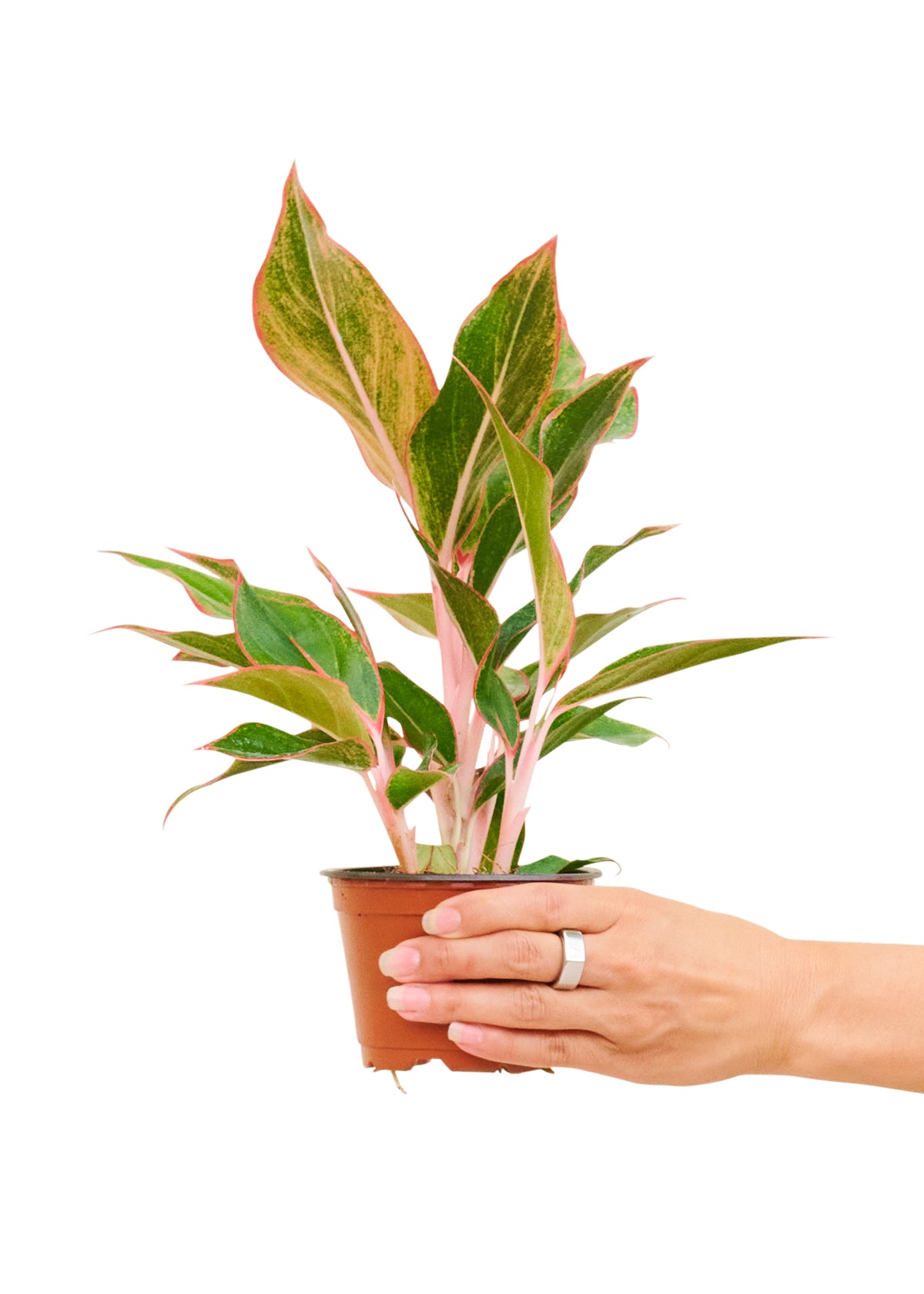 Red Chinese Evergreen, 4" pot