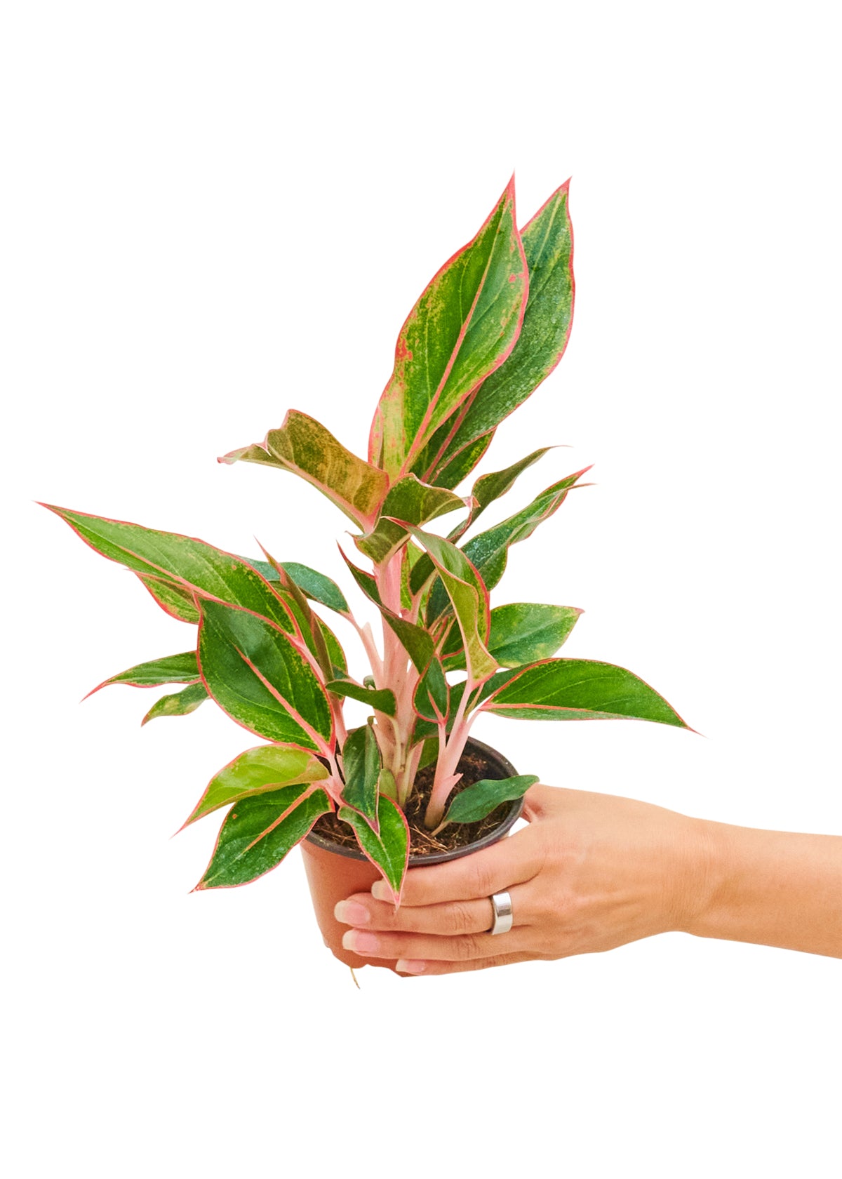 Red Chinese Evergreen, 4" pot