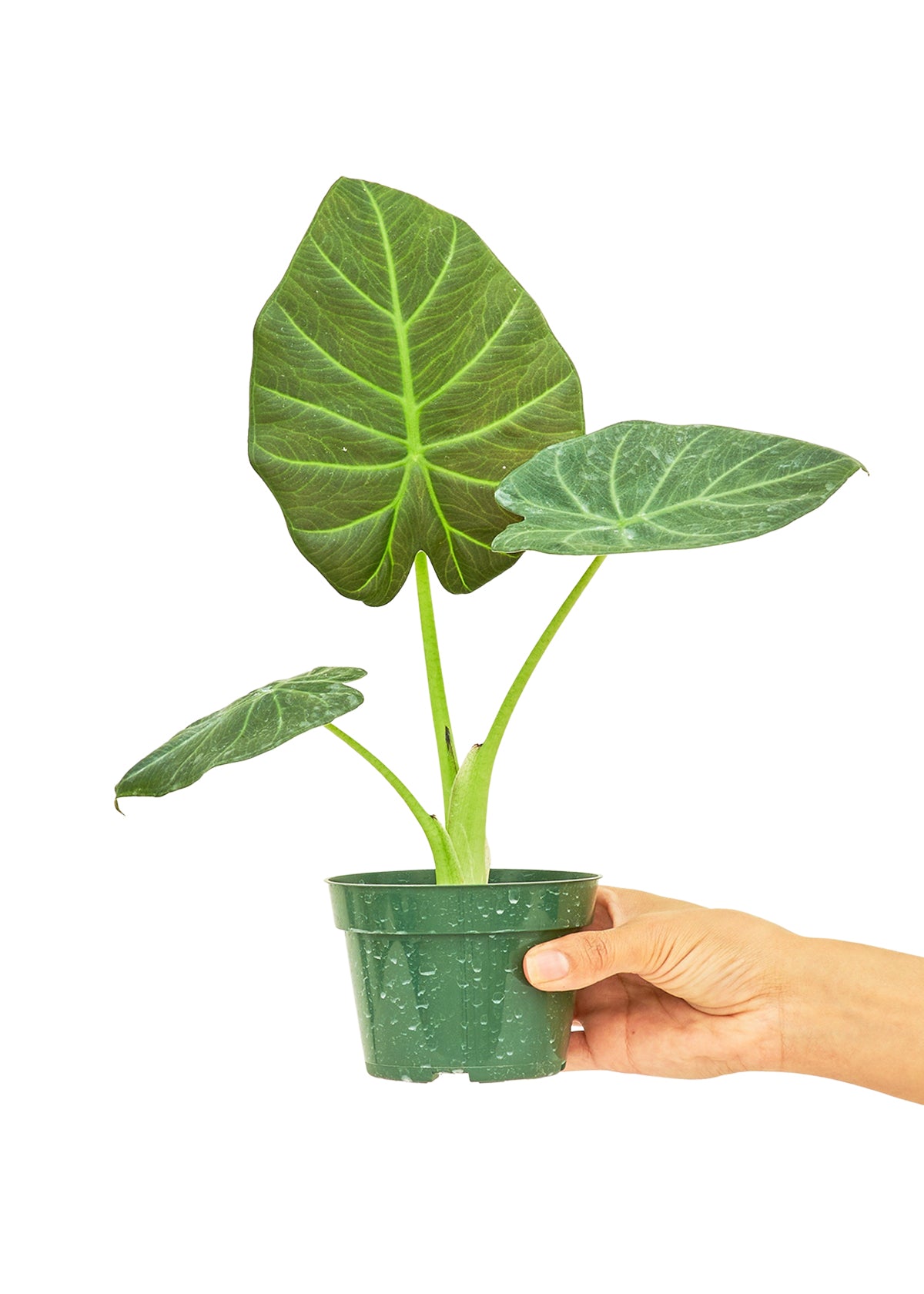 Alocasia 'Regal Shields', 4" Pot