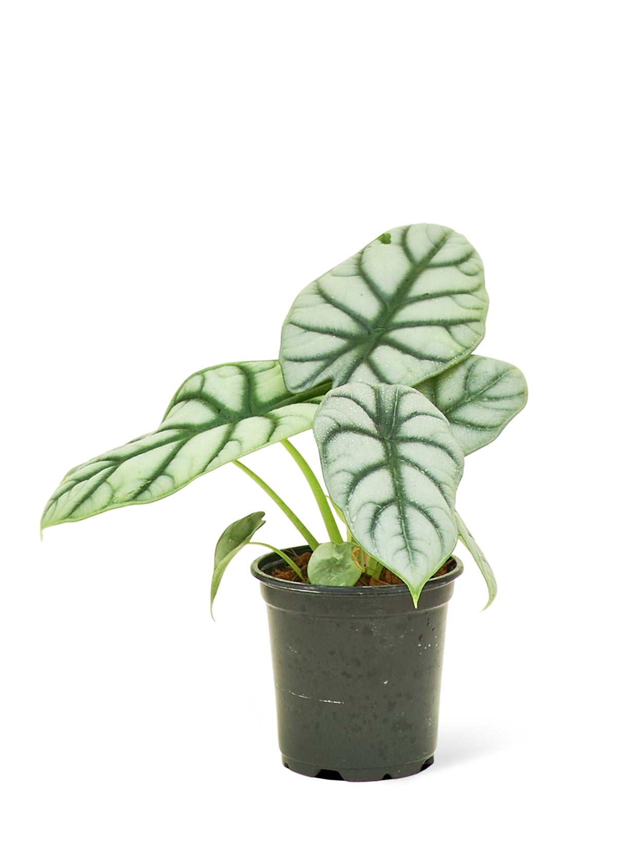 Alocasia 'Silver Dragon', 4" Pot