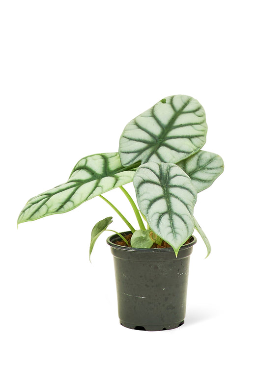 Alocasia 'Silver Dragon', 4" Pot