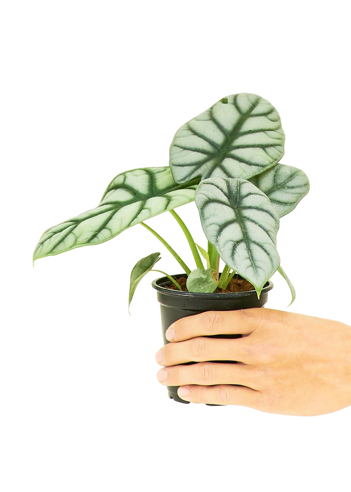 Alocasia 'Silver Dragon', 4" Pot