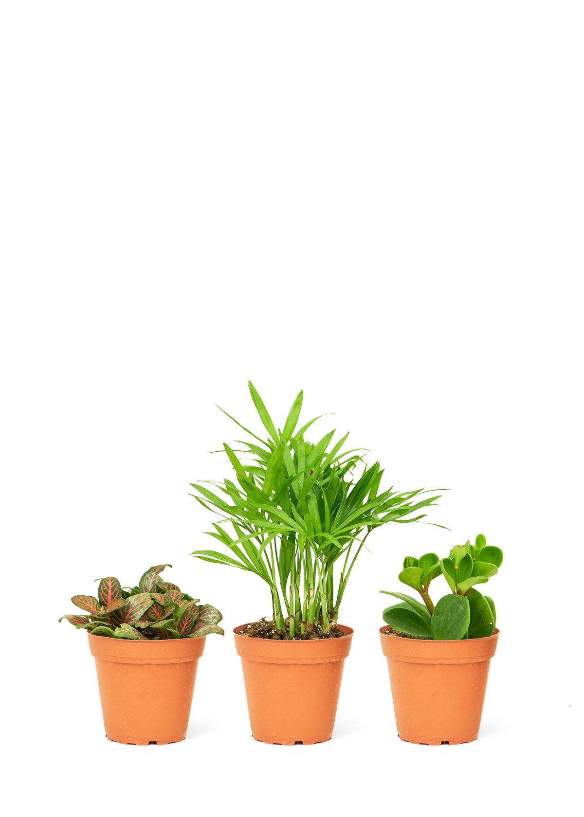 Baby Pet Friendly Trio, 2" Pots