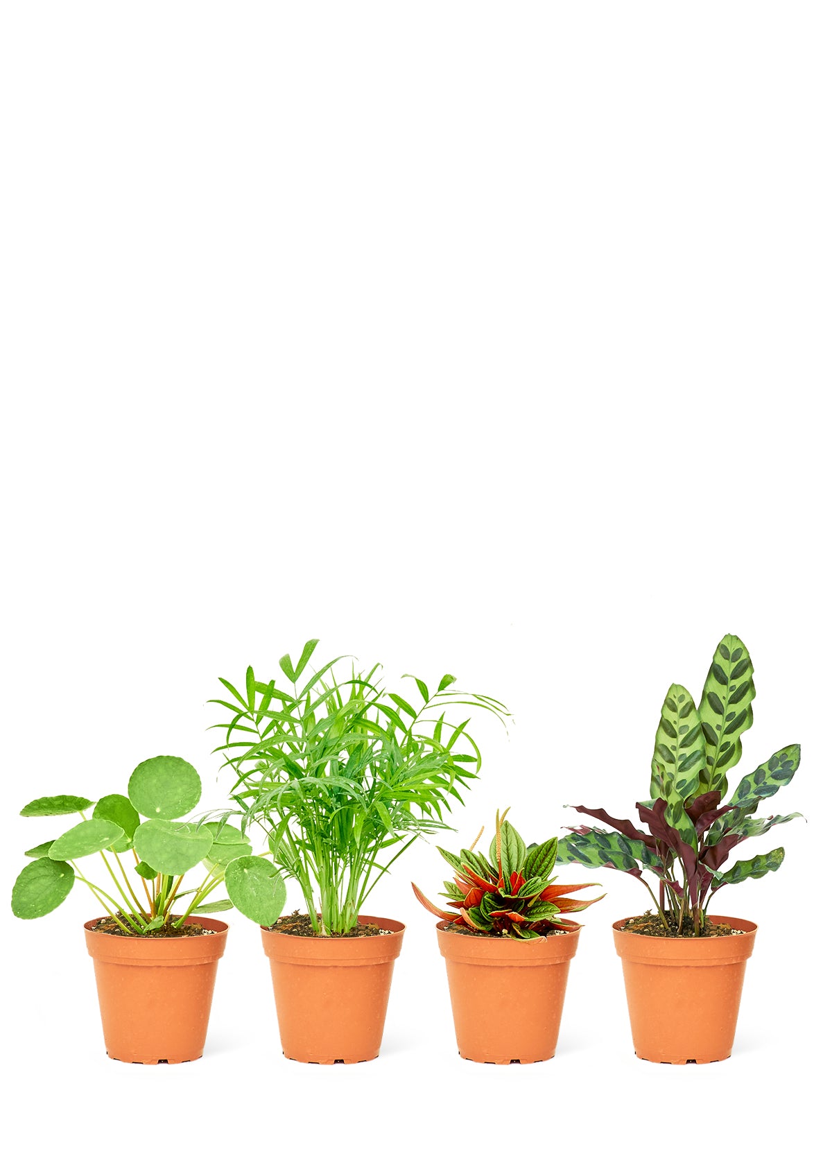 Pet Friendly Assorted Box, 4-Pack 4" pots