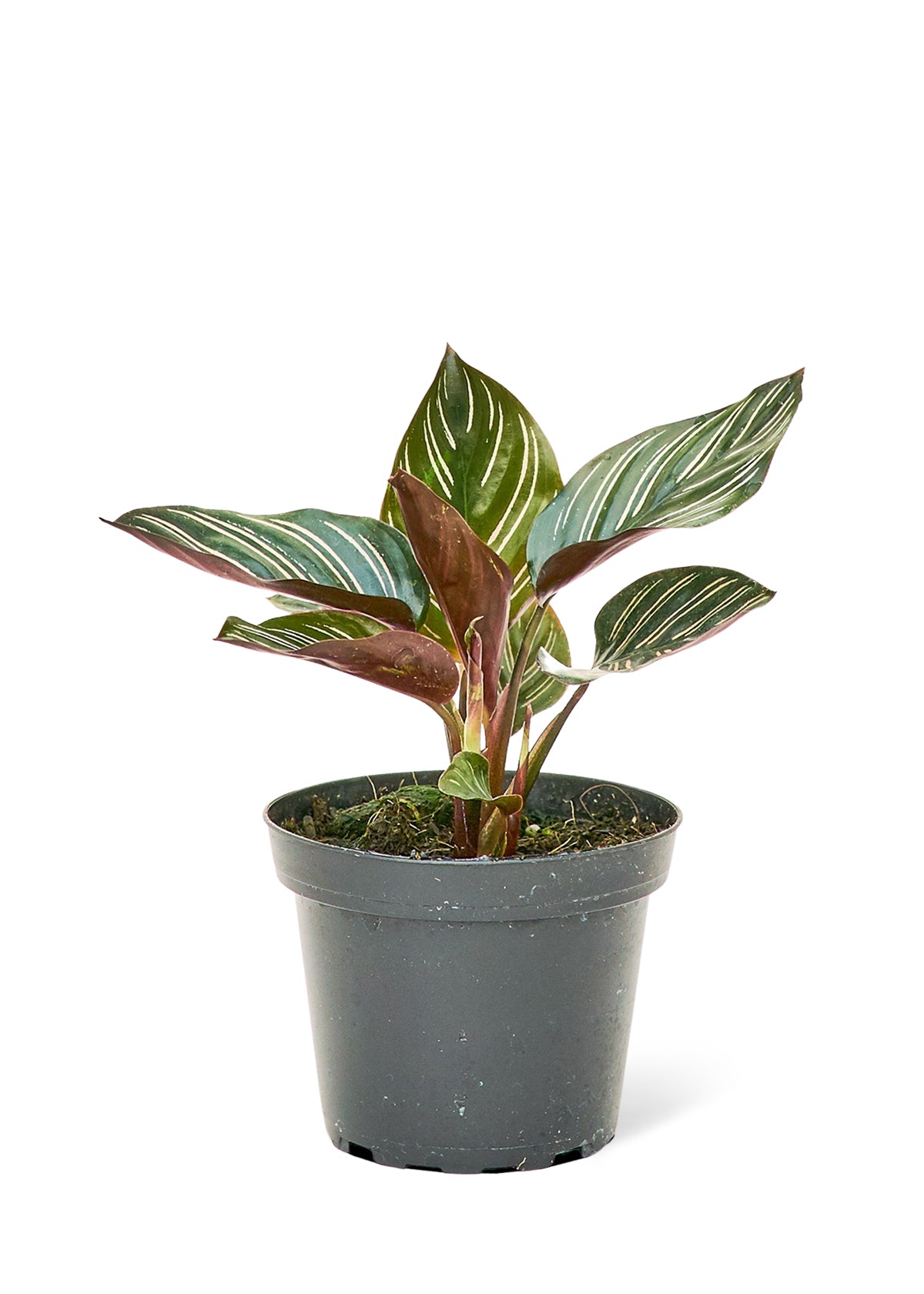 Calathea 'Pinstripe', 4" pot