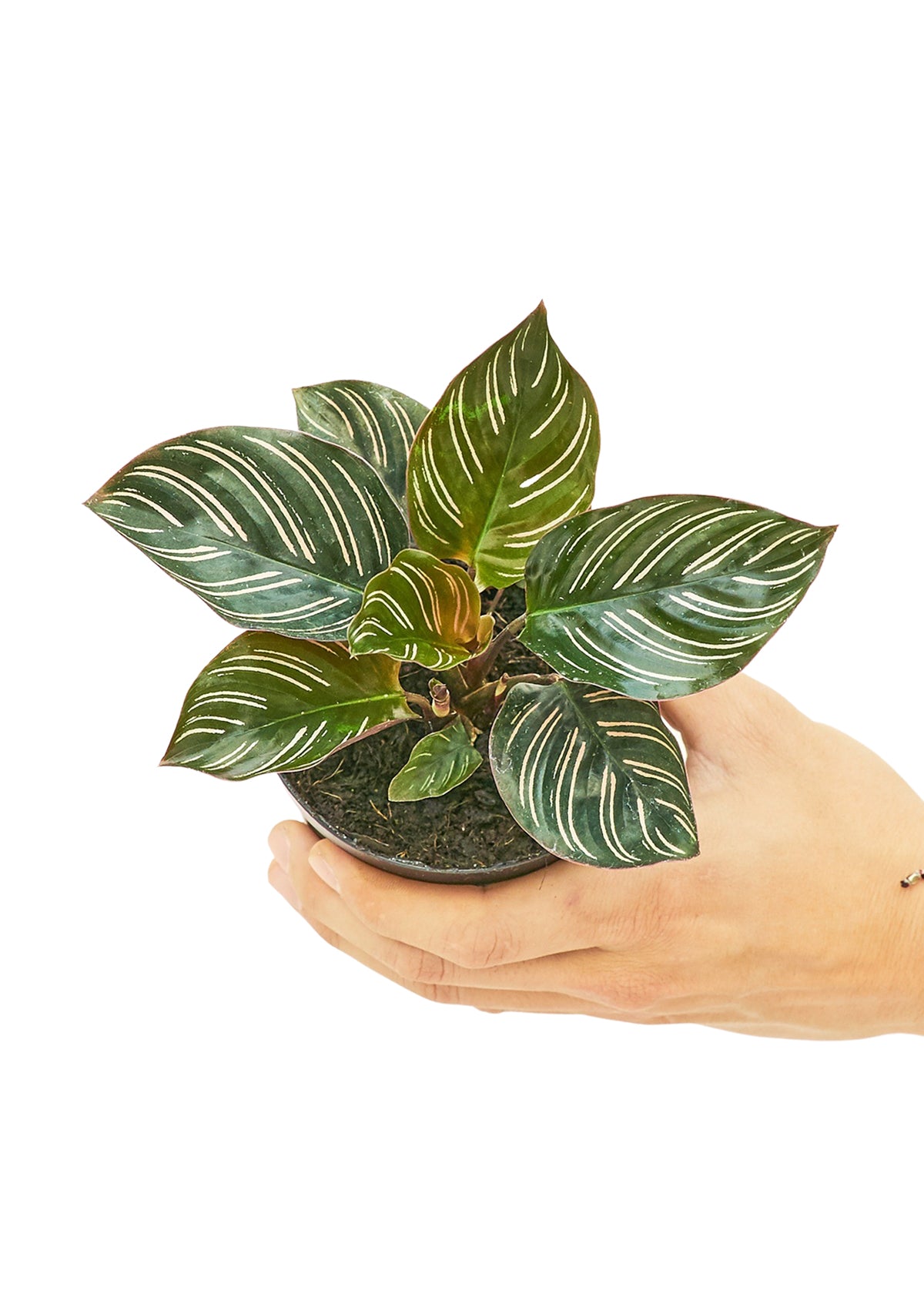 Calathea 'Pinstripe', 4" pot