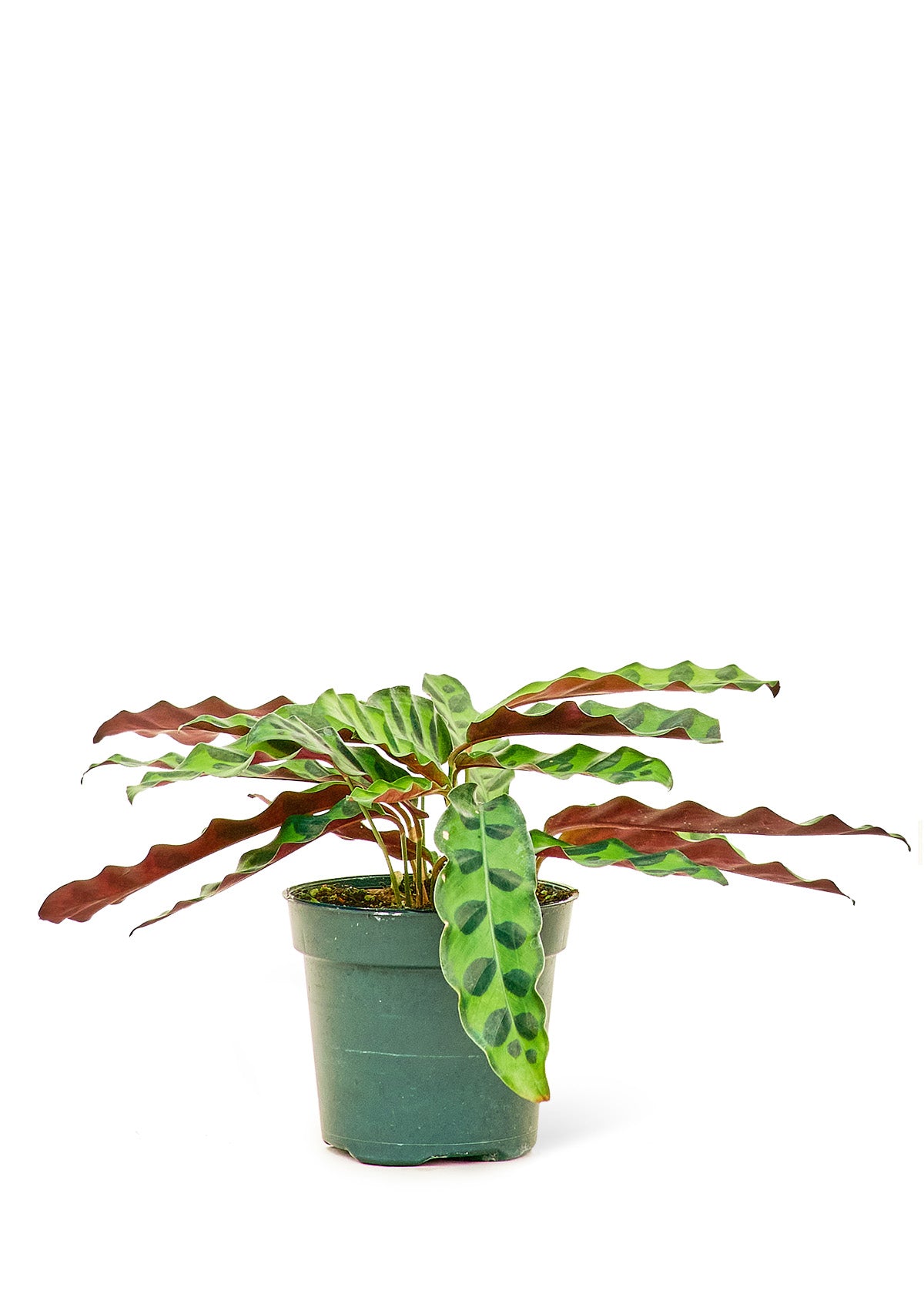 Calathea 'Rattlesnake', 4" pot