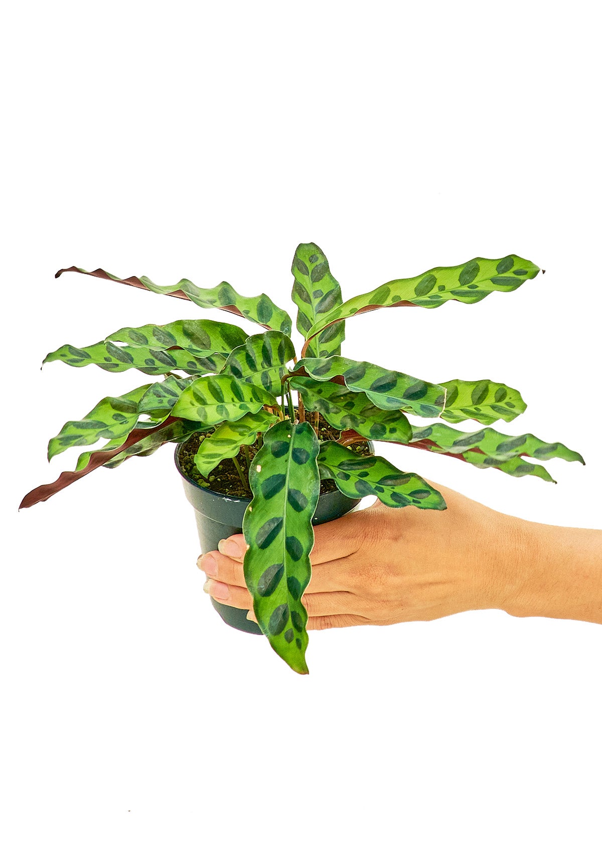 Calathea 'Rattlesnake', 4" pot