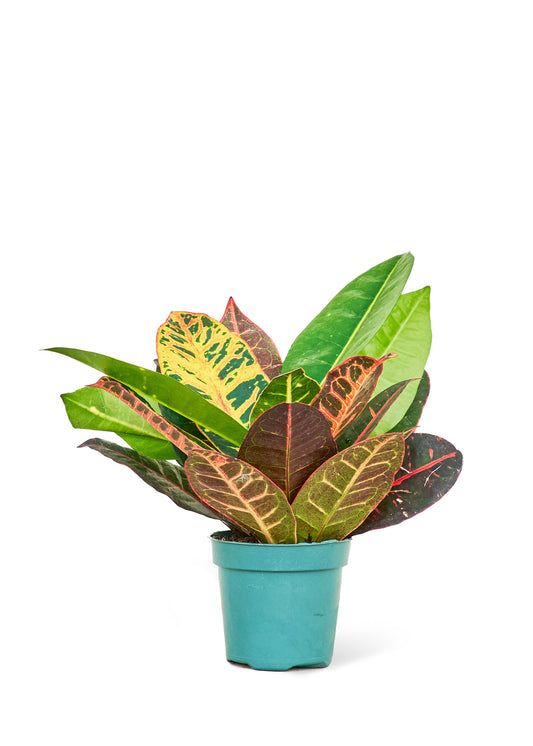 Croton 'Petra', 4" pot