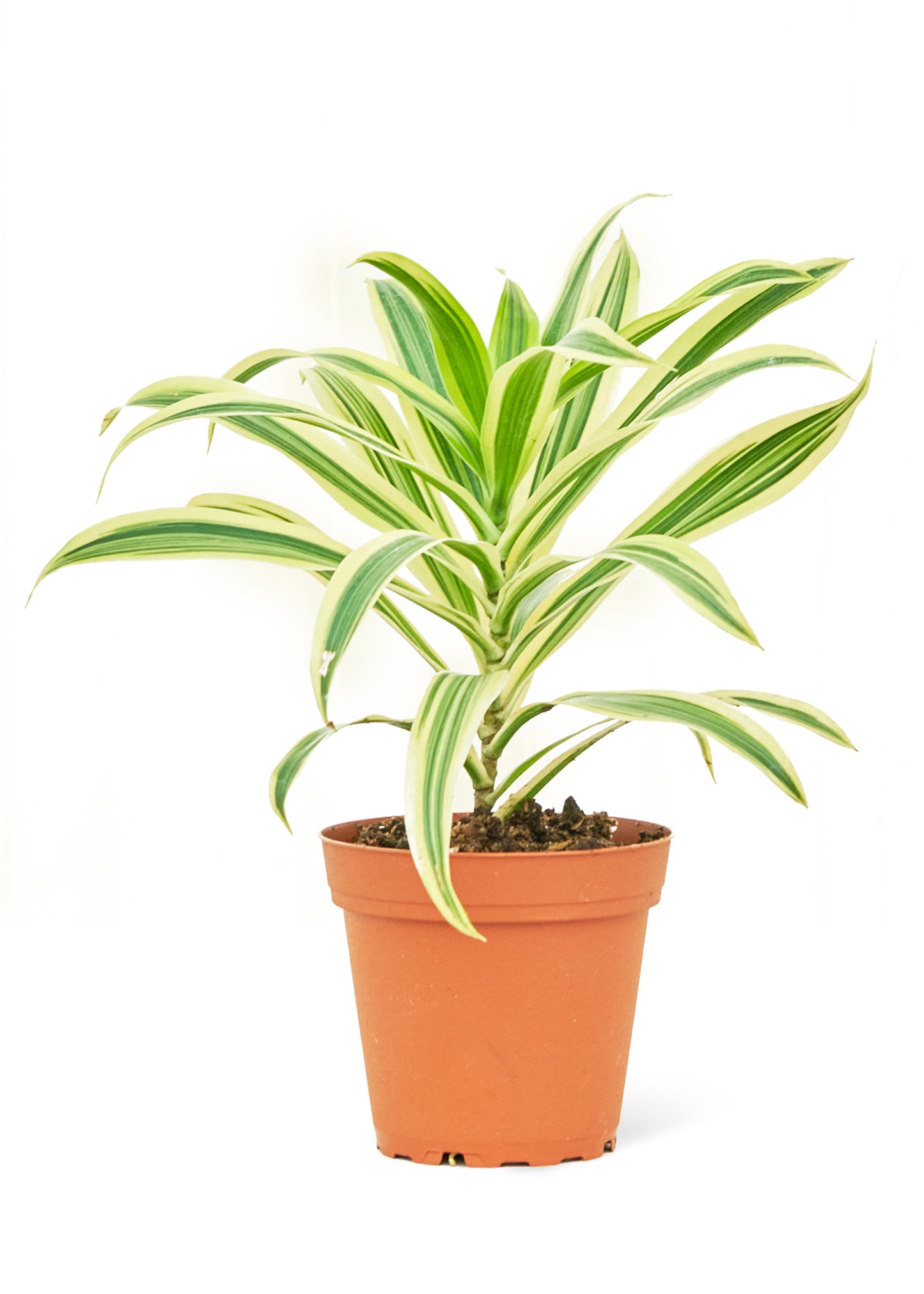 Dracaena 'Song of India', 4" pot