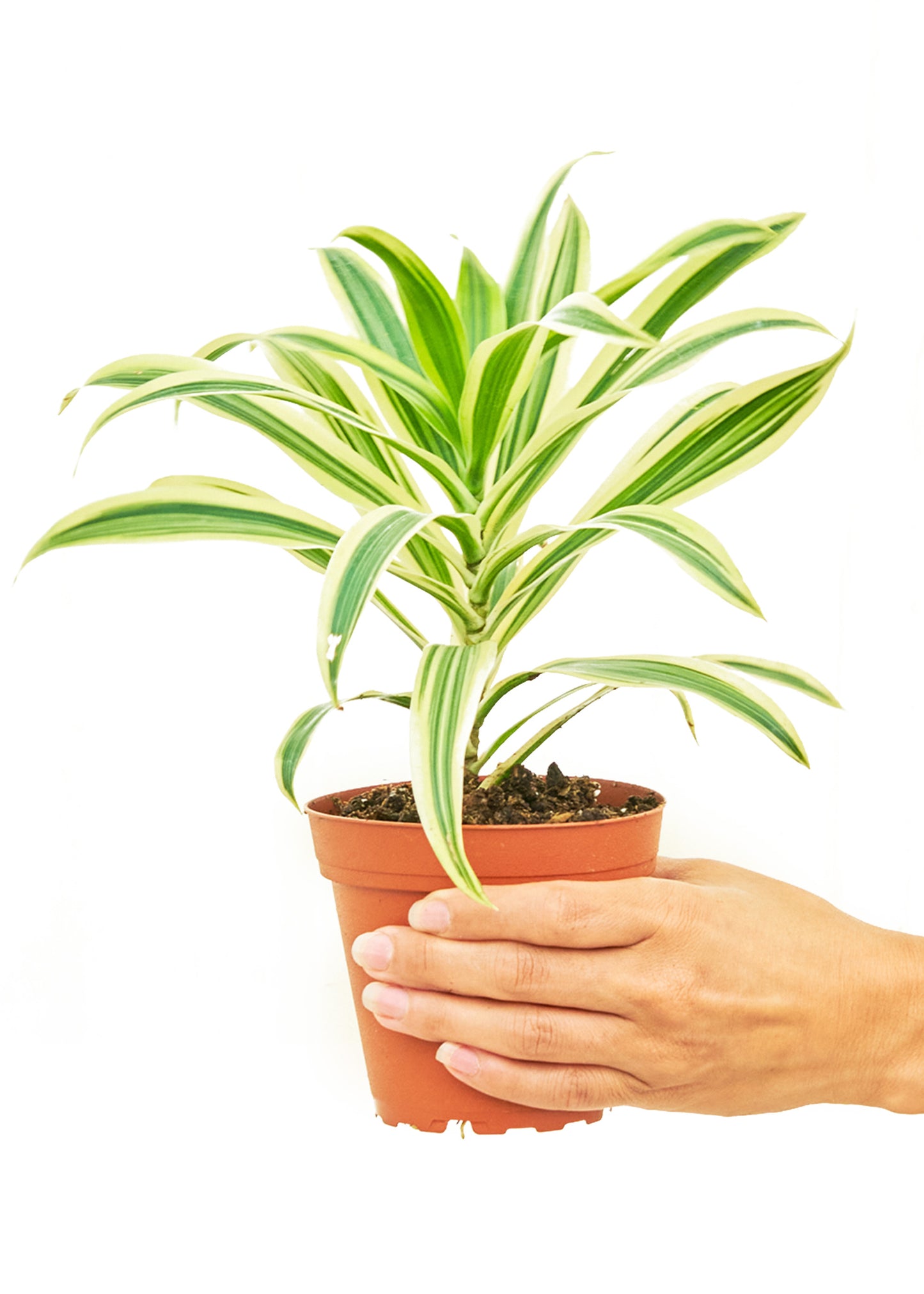 Dracaena 'Song of India', 4" pot