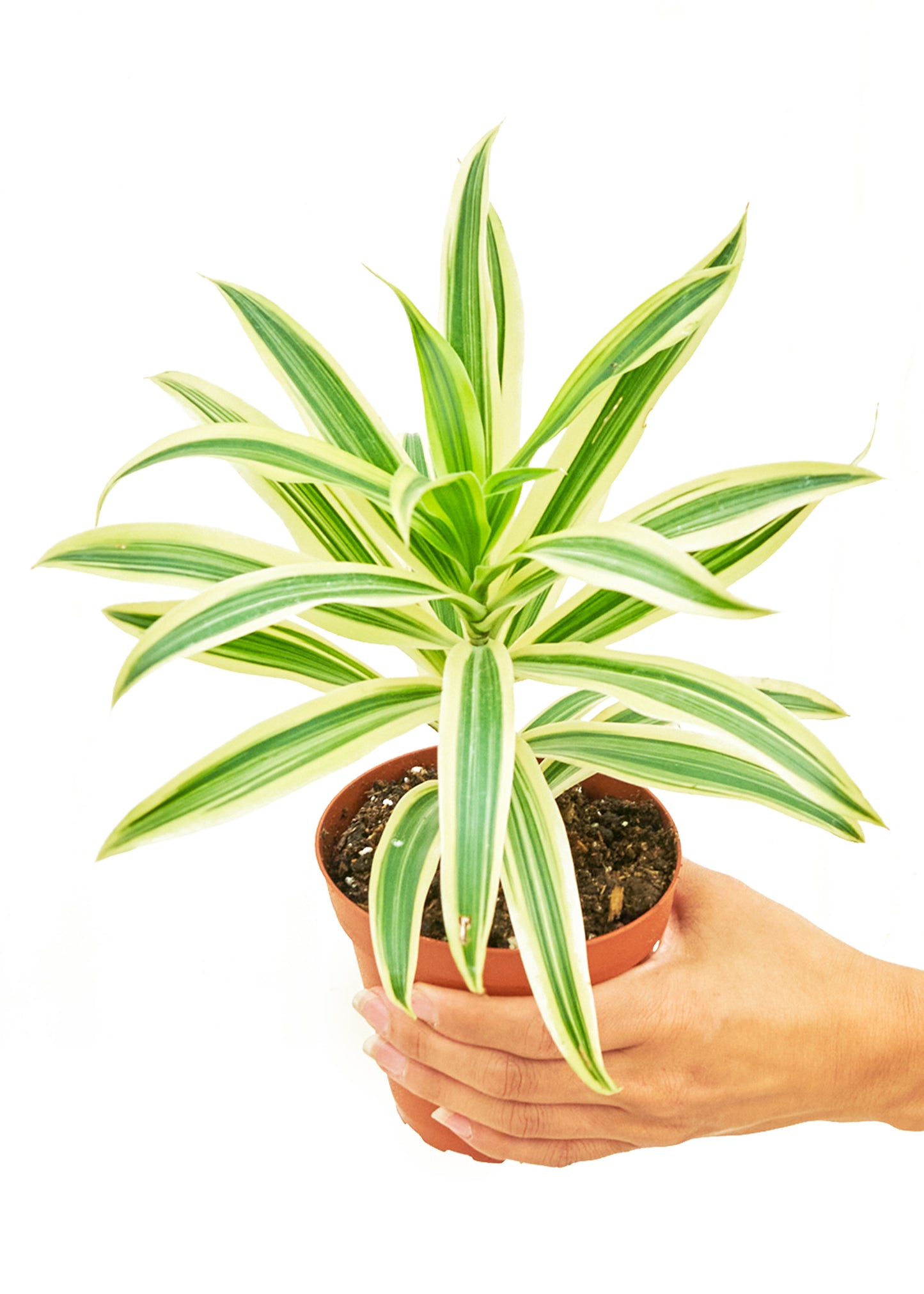 Dracaena 'Song of India', 4" pot