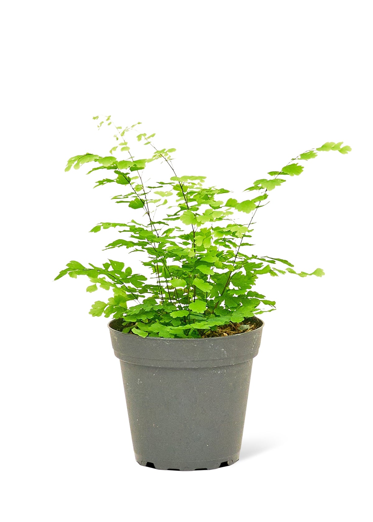 Maidenhair Fern, 4" pot