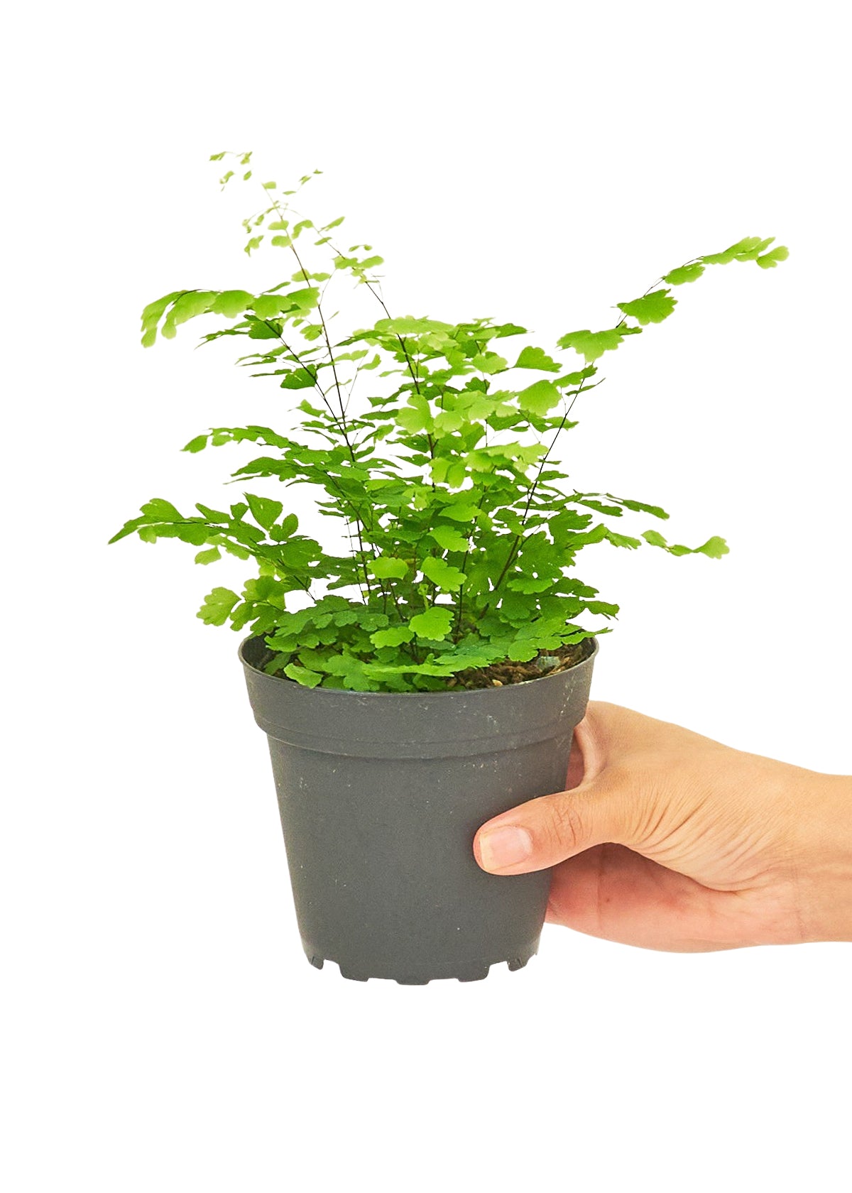 Maidenhair Fern, 4" pot