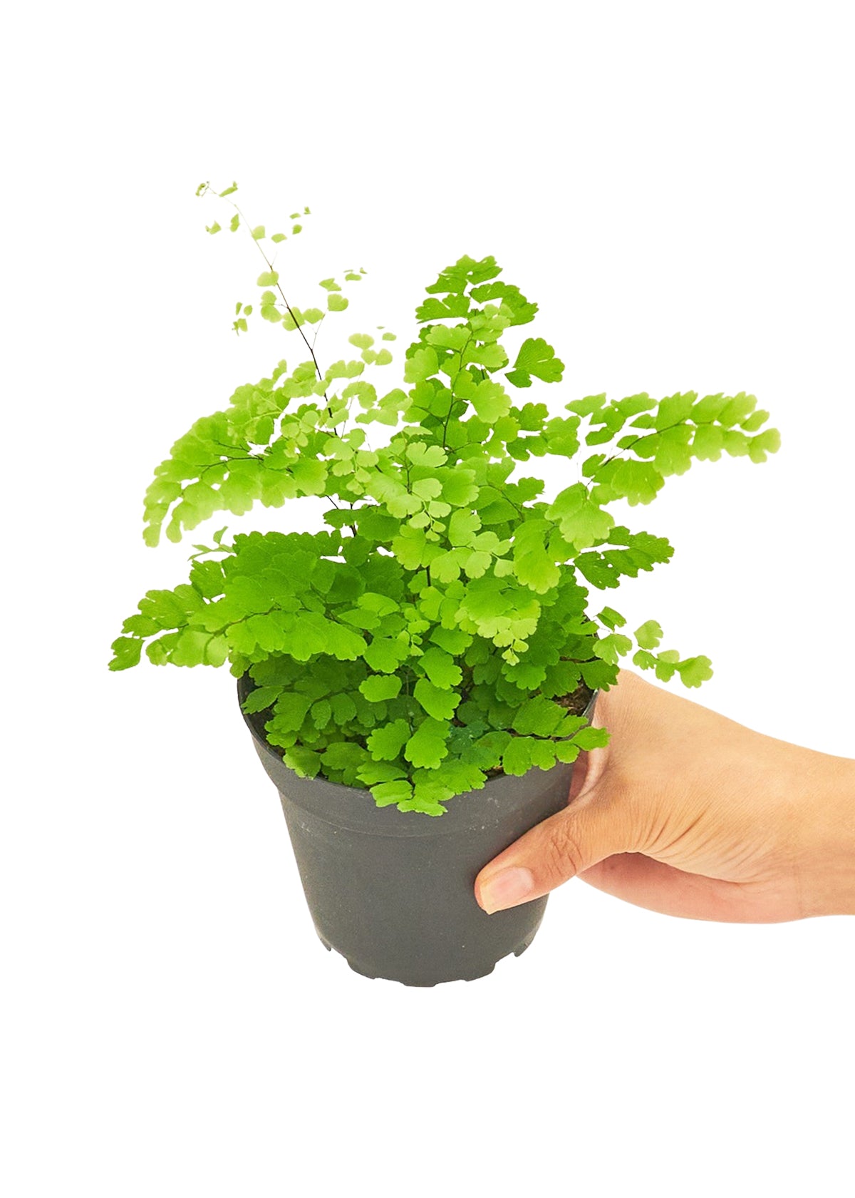 Maidenhair Fern, 4" pot