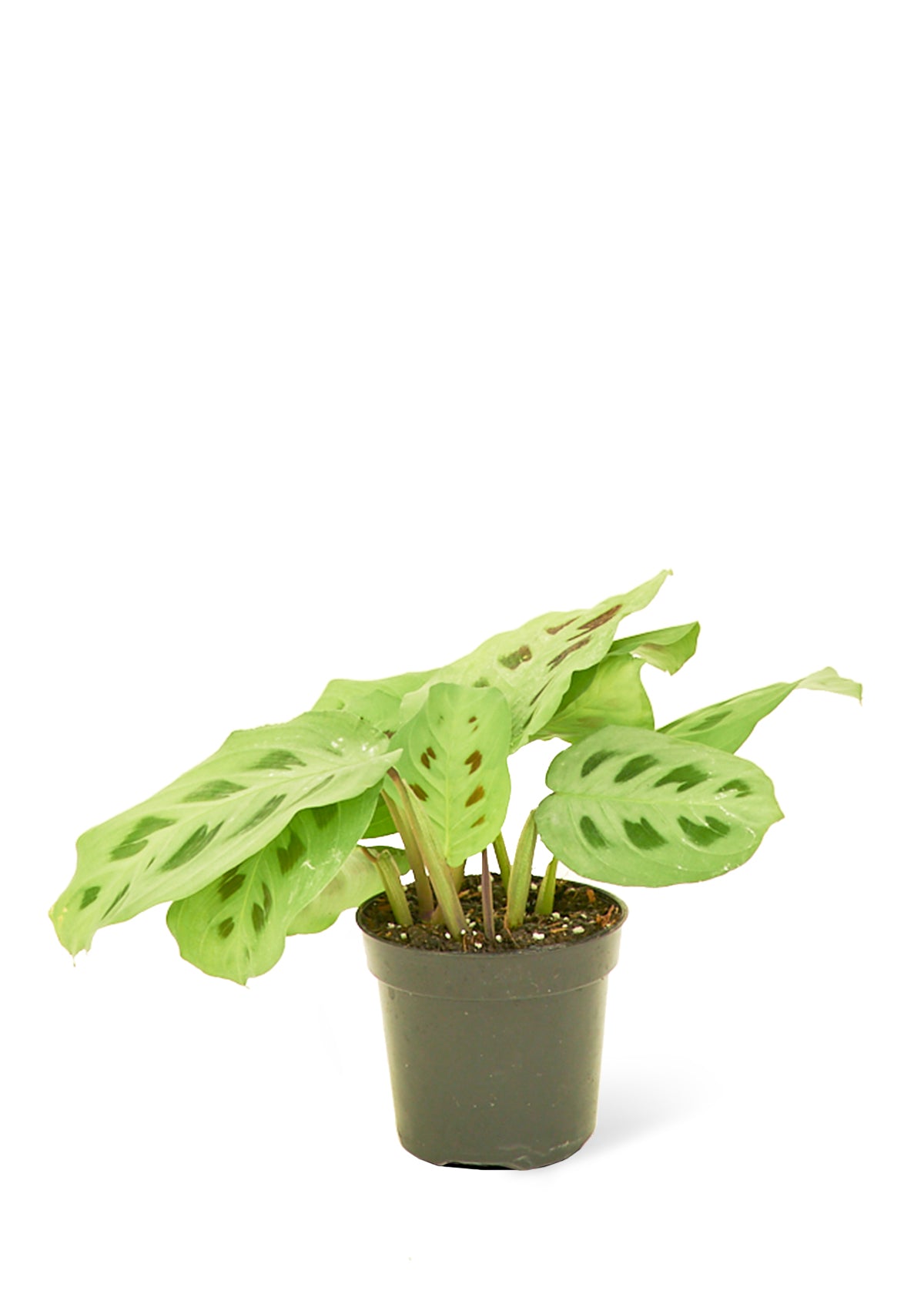 Prayer Plant 'Beauty Kim', 4" Pot