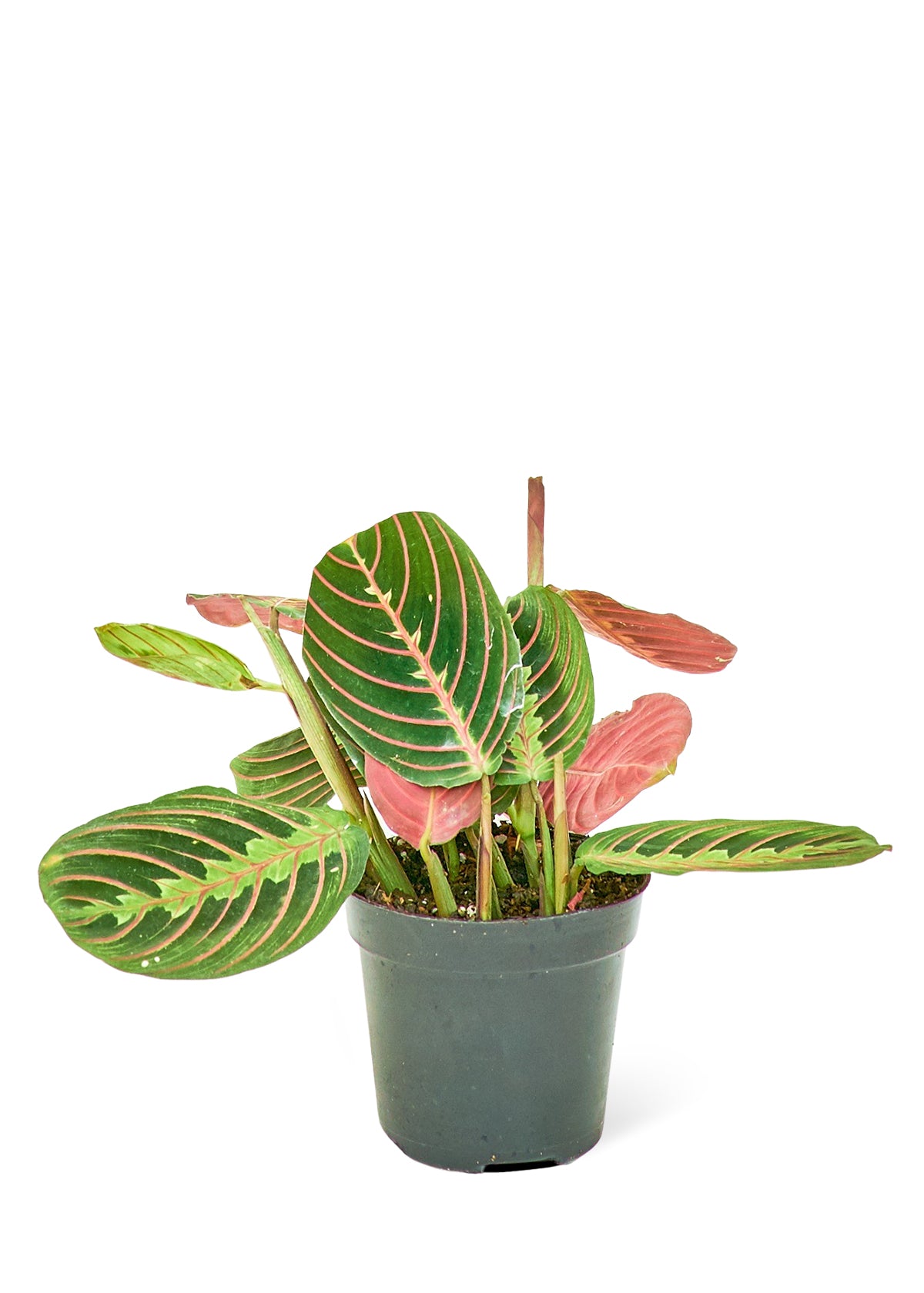 Red Prayer Plant, 4" pot